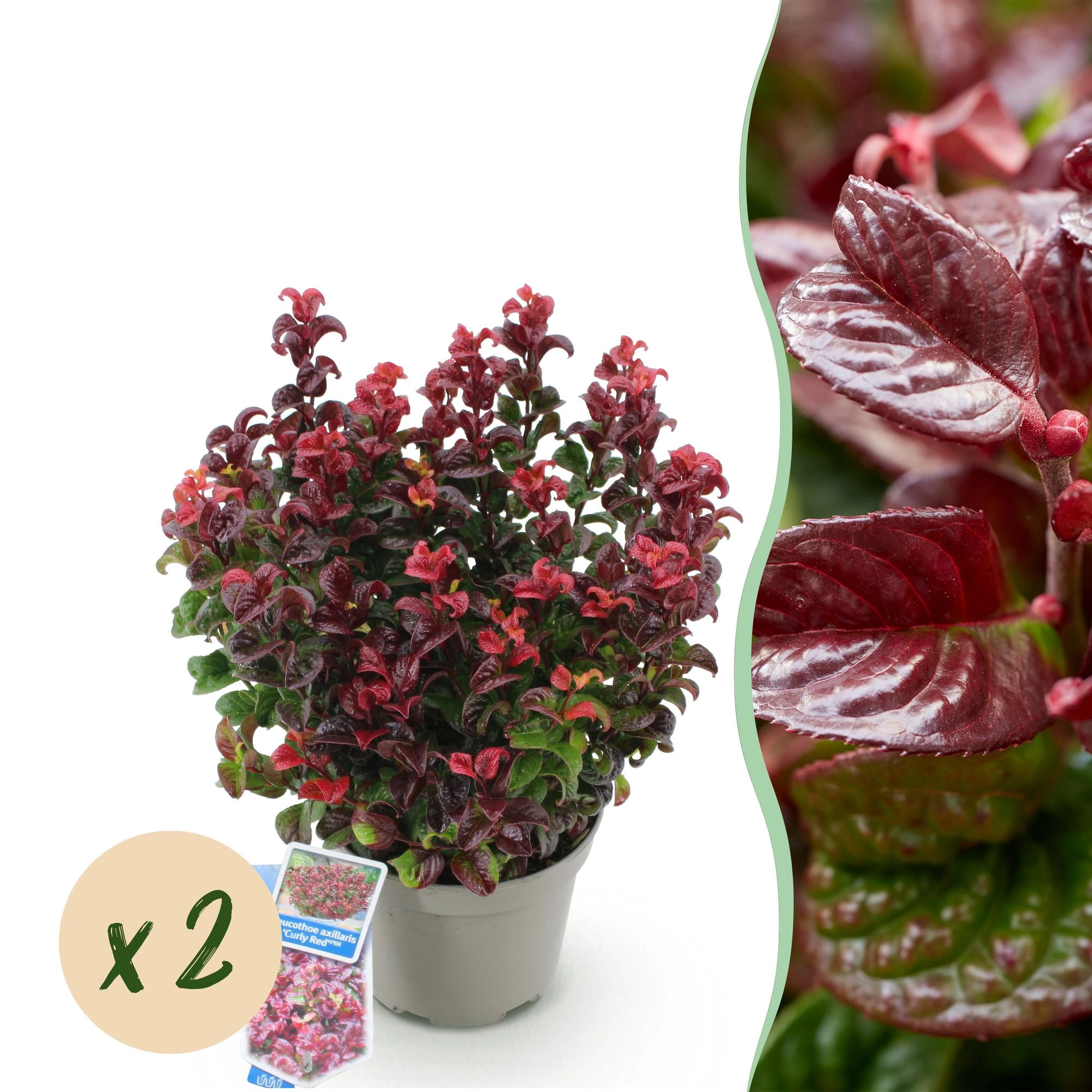 Leucothoe axillaris Curly Red