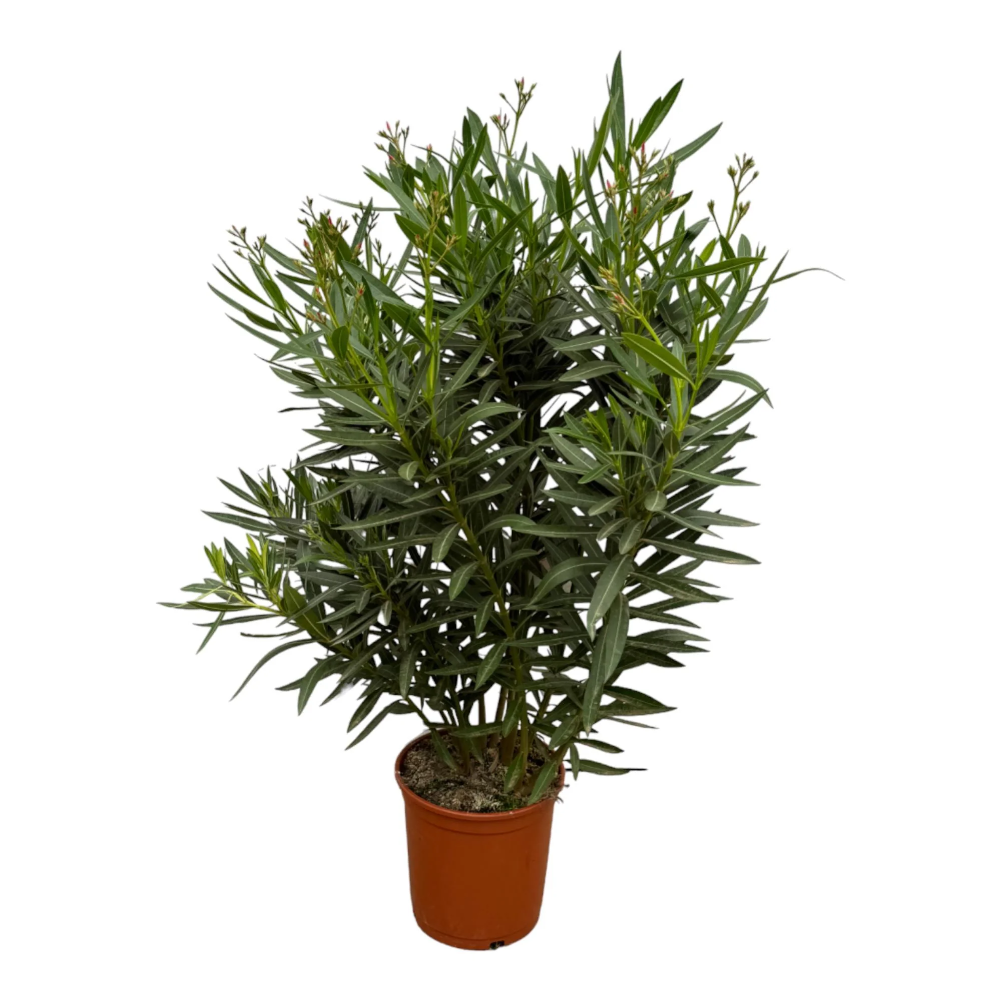 Nerium Oleander