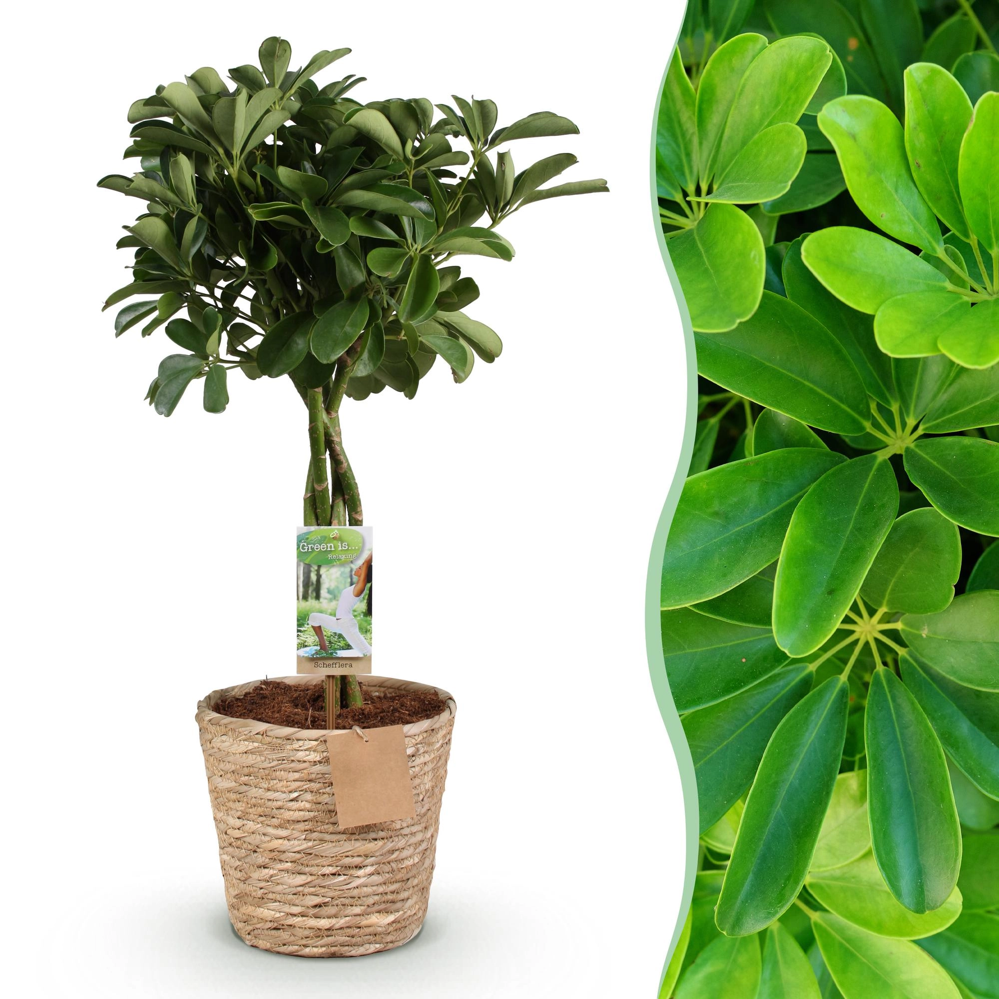 Schefflera Nora