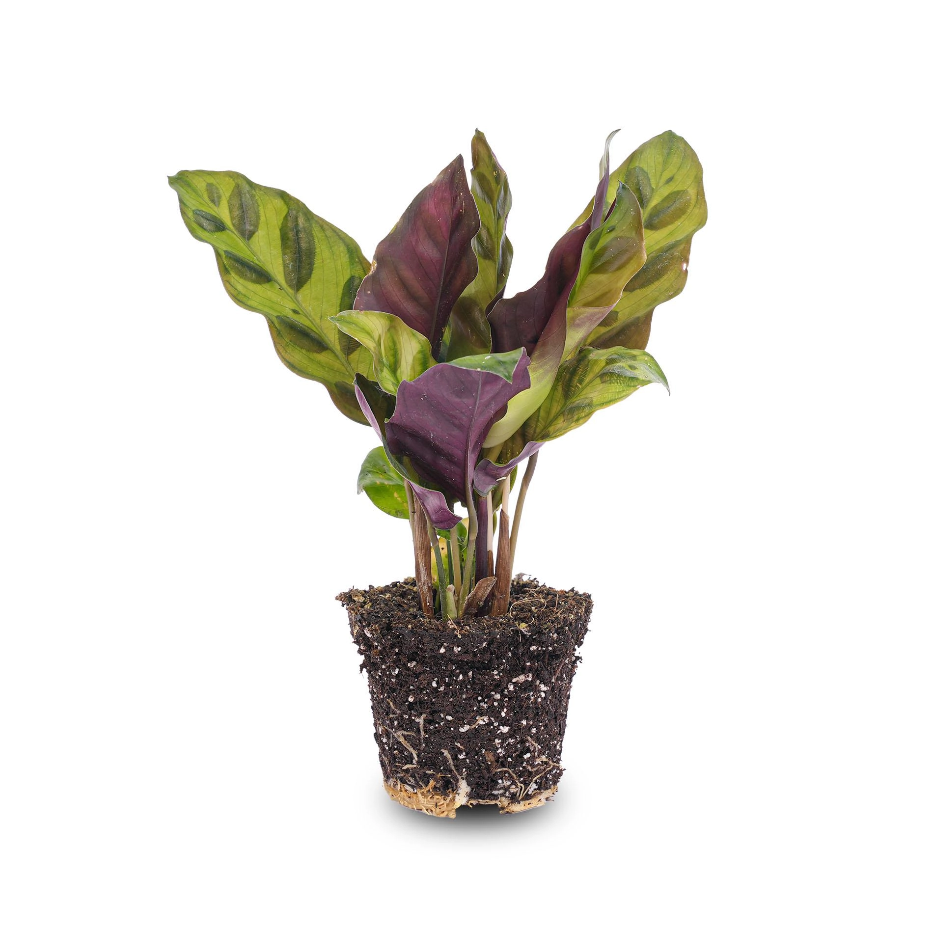 Calathea Lancifolia – Pauwenplant
