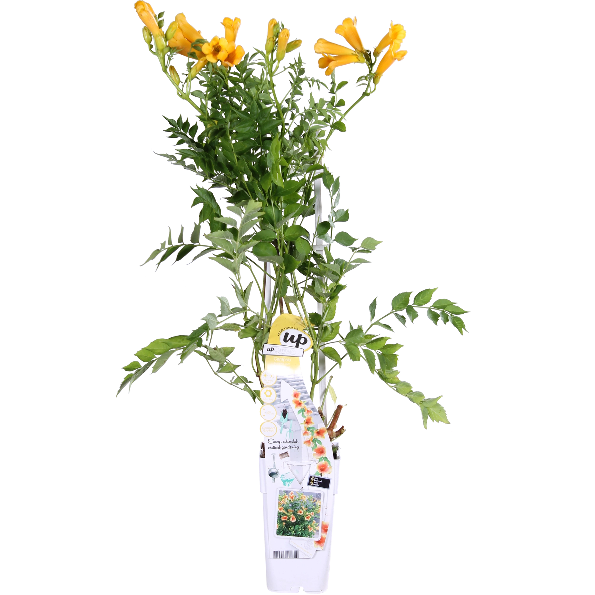 Campsis Summer Jazz Gold Trompete