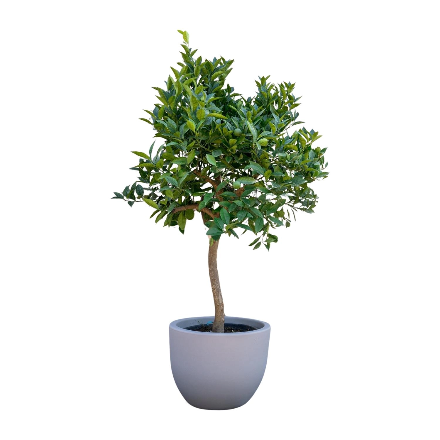 Orangenbaum