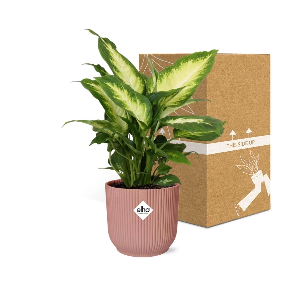 Dieffenbachia (Einblatt) – Pflegeleichte Zimmerpflanze