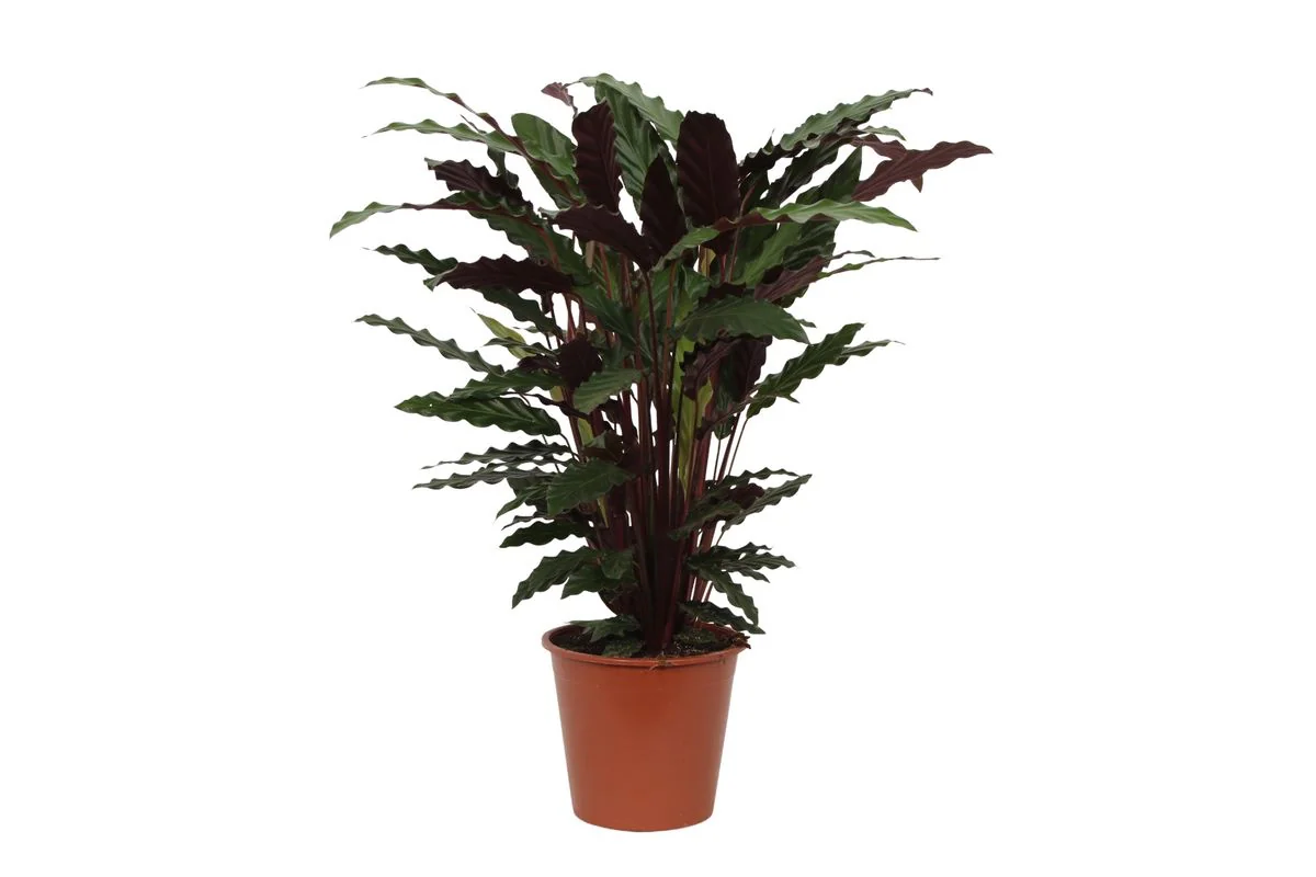 Calathea Wavestar – Pflegeleichte Zimmerpflanze