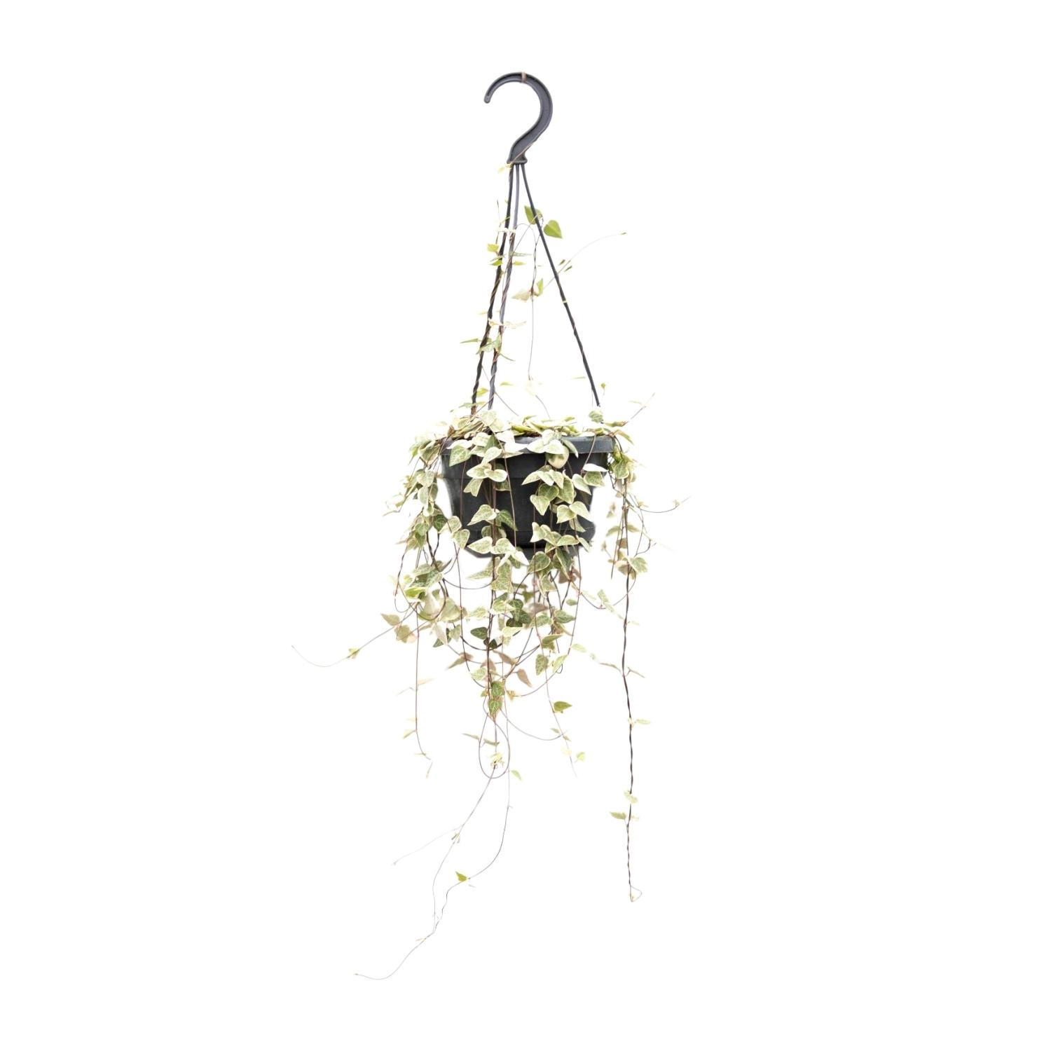 Ceropegia Merel (Herzchenpflanze)