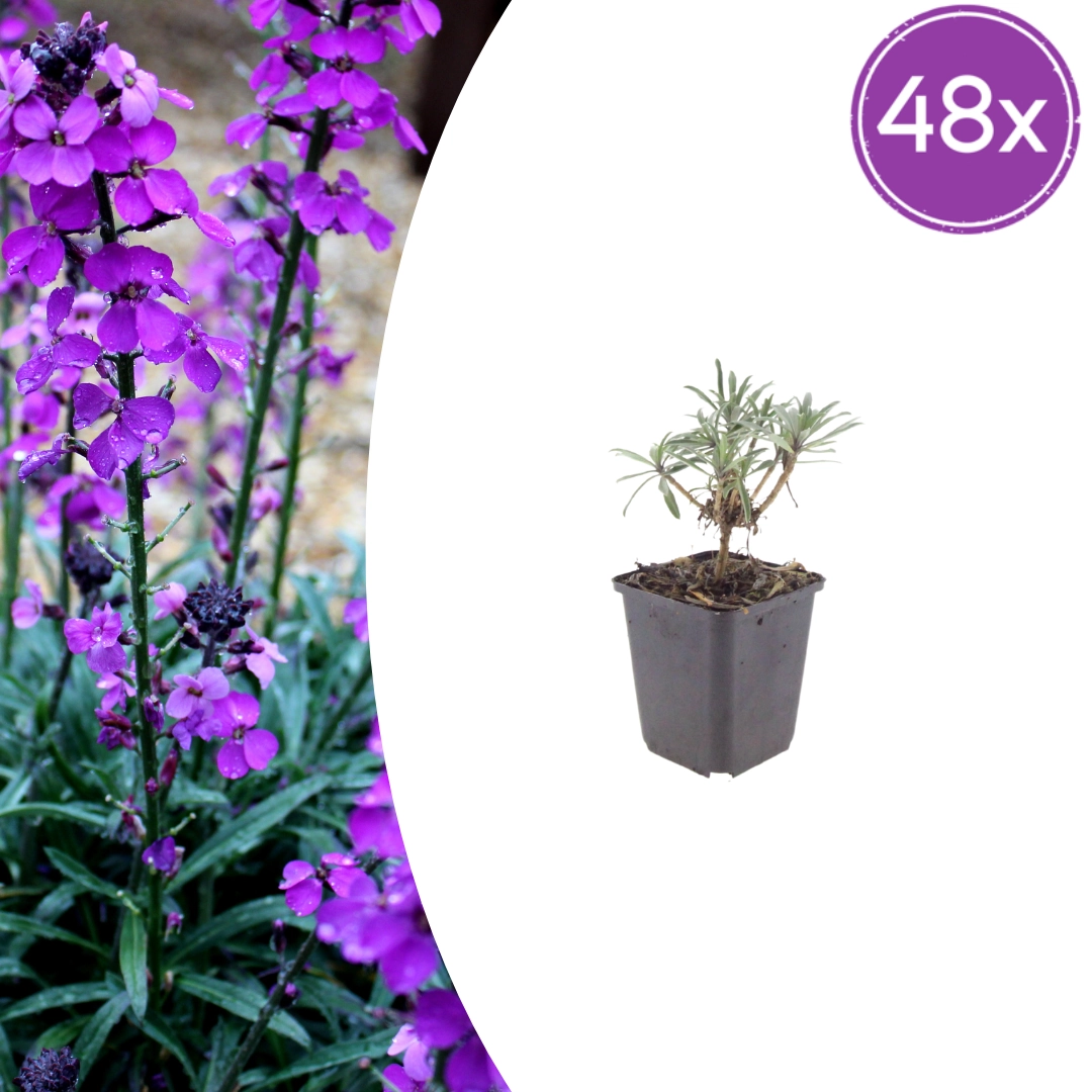 Erysimum ‘Bowles’ Mauve’
