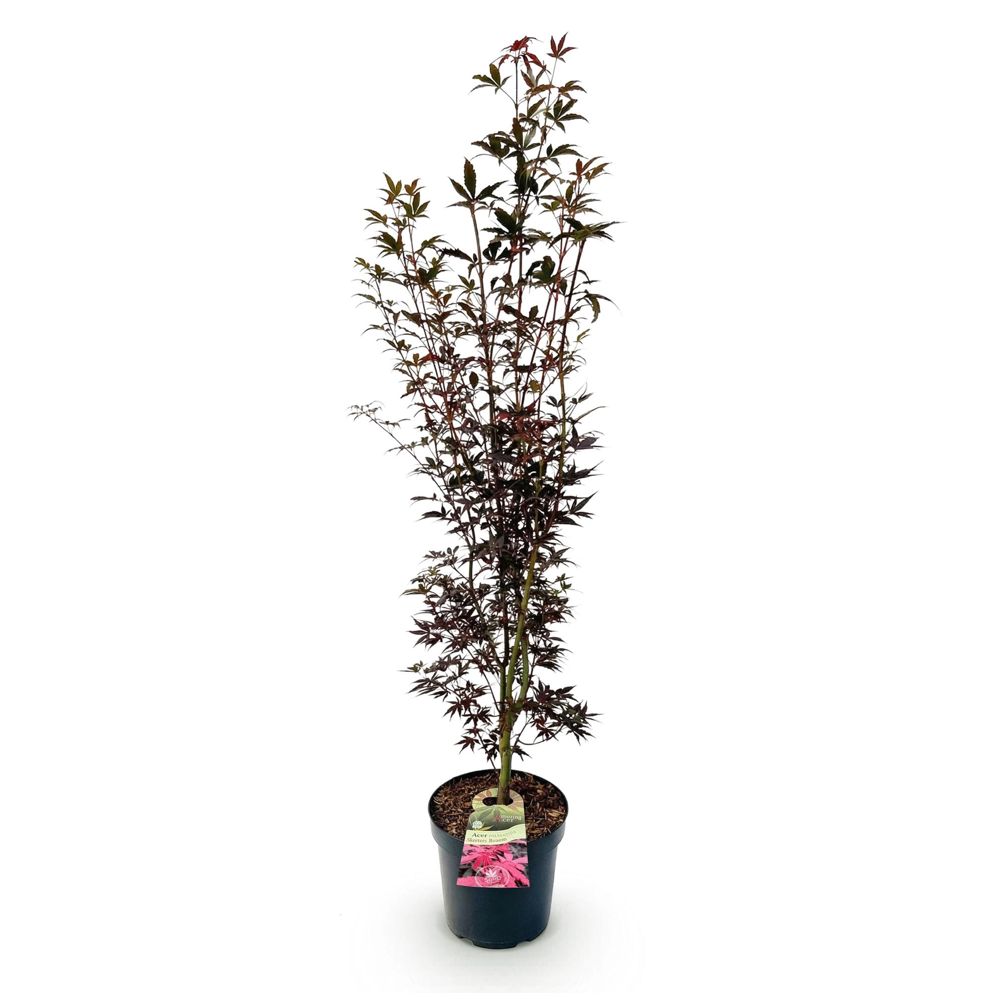 Green boutiQ - Gartenpflanze - Acer palmatum Skeeters Broom - Japanischer Ahorn - Laubabwerfend - Rot - 1 - Topf 26cm - Höhe 90cm Bild 2