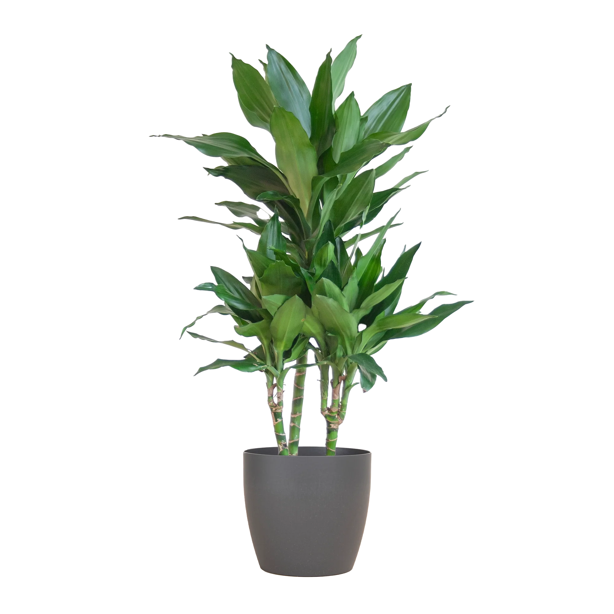 Dracaena Janet Lind – Beliebte Luftreinigende Zimmerpflanze