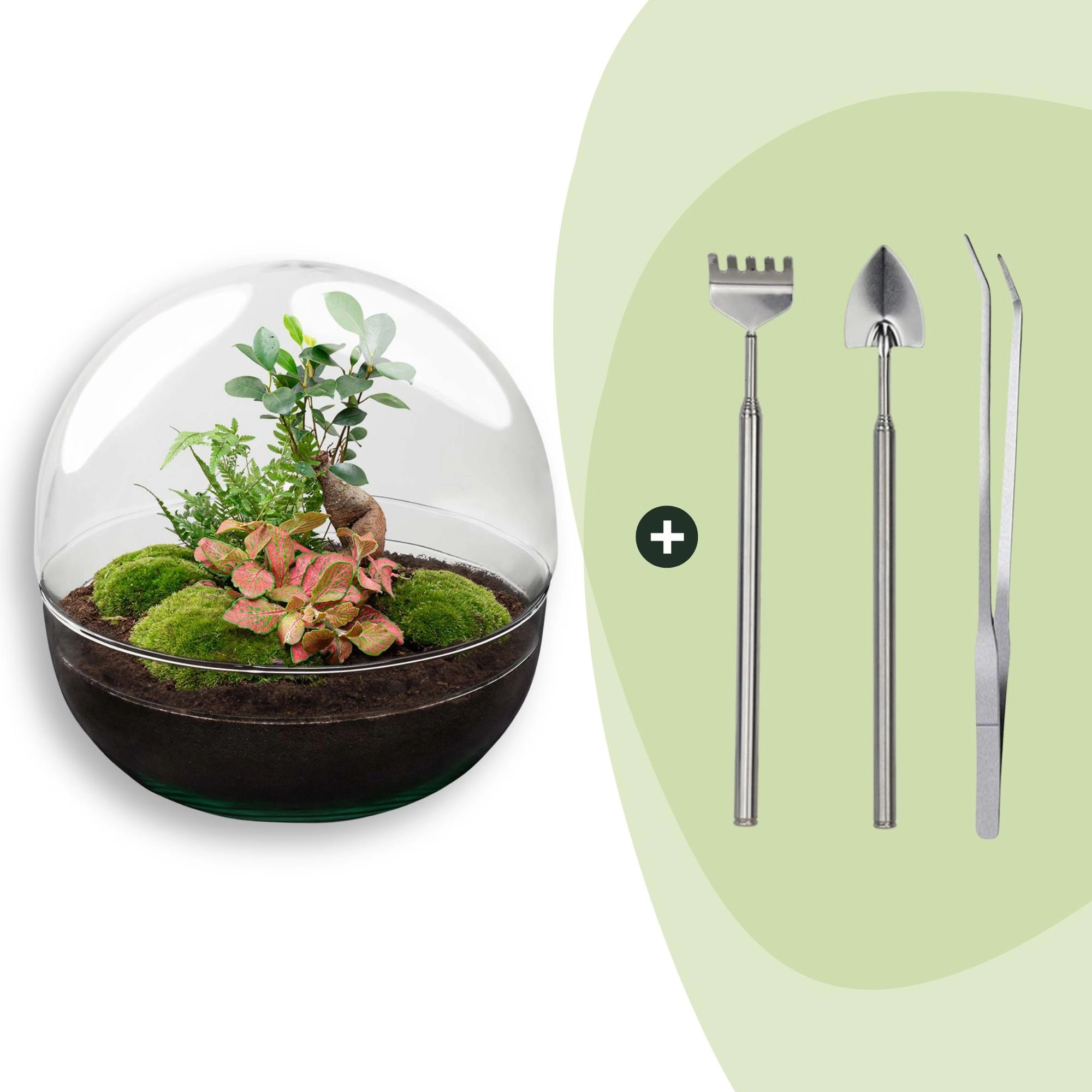 Flaschengarten - Dome XL - Ficus Ginseng Bonsai - ↕ 30 cm - Rake + Shovel + Tweezer Bild 1