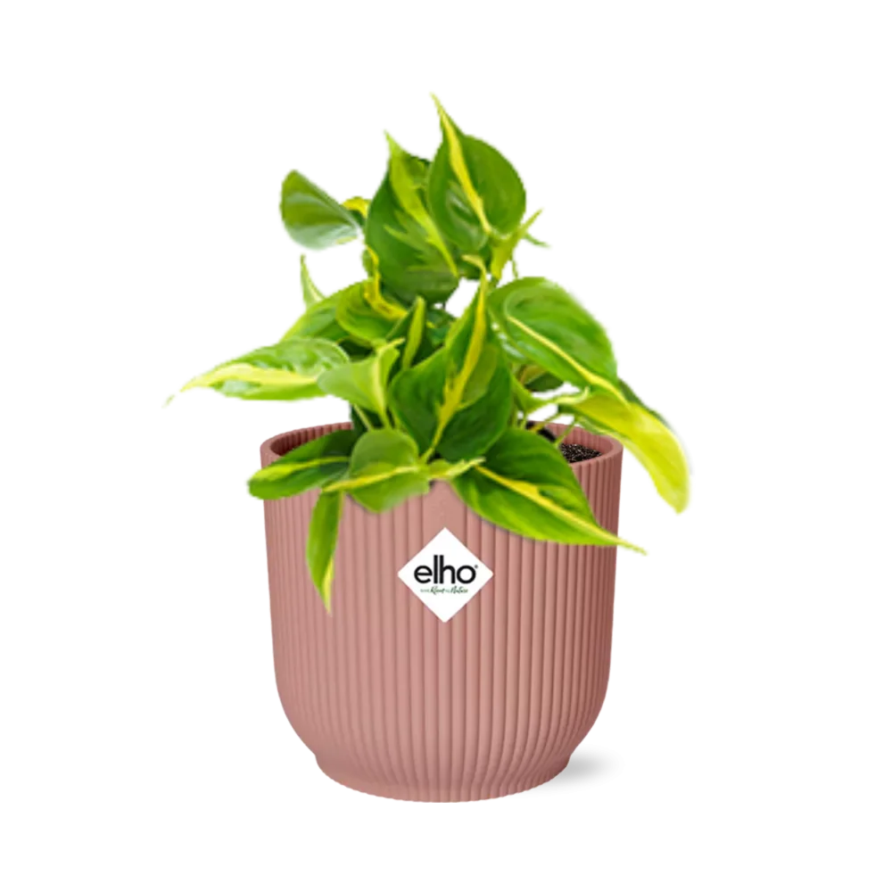 Philodendron Scandens ‘Brasil’