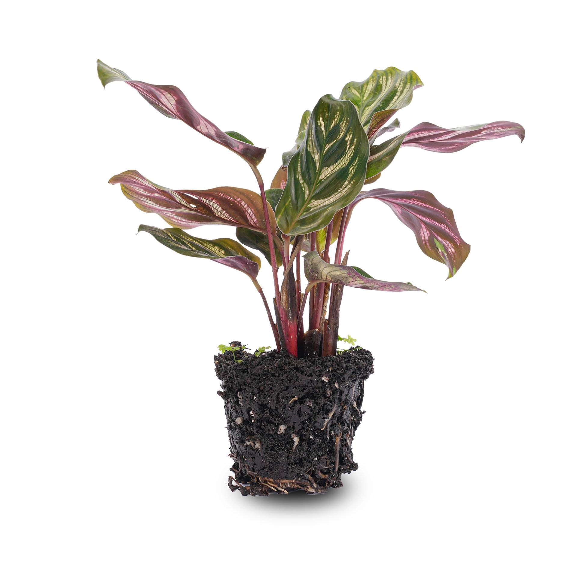 Calathea Makoyana – Pauwenplant in potmaat 6