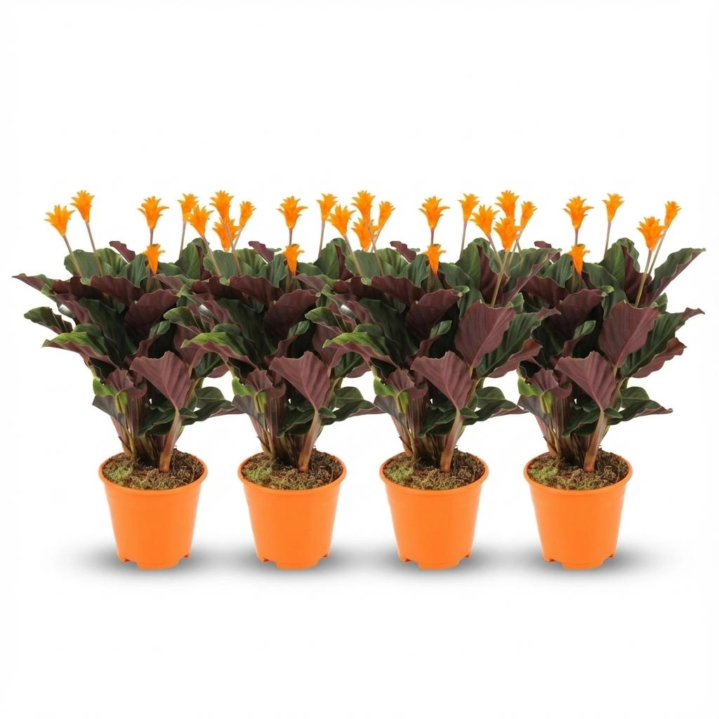 Calathea Crocata
