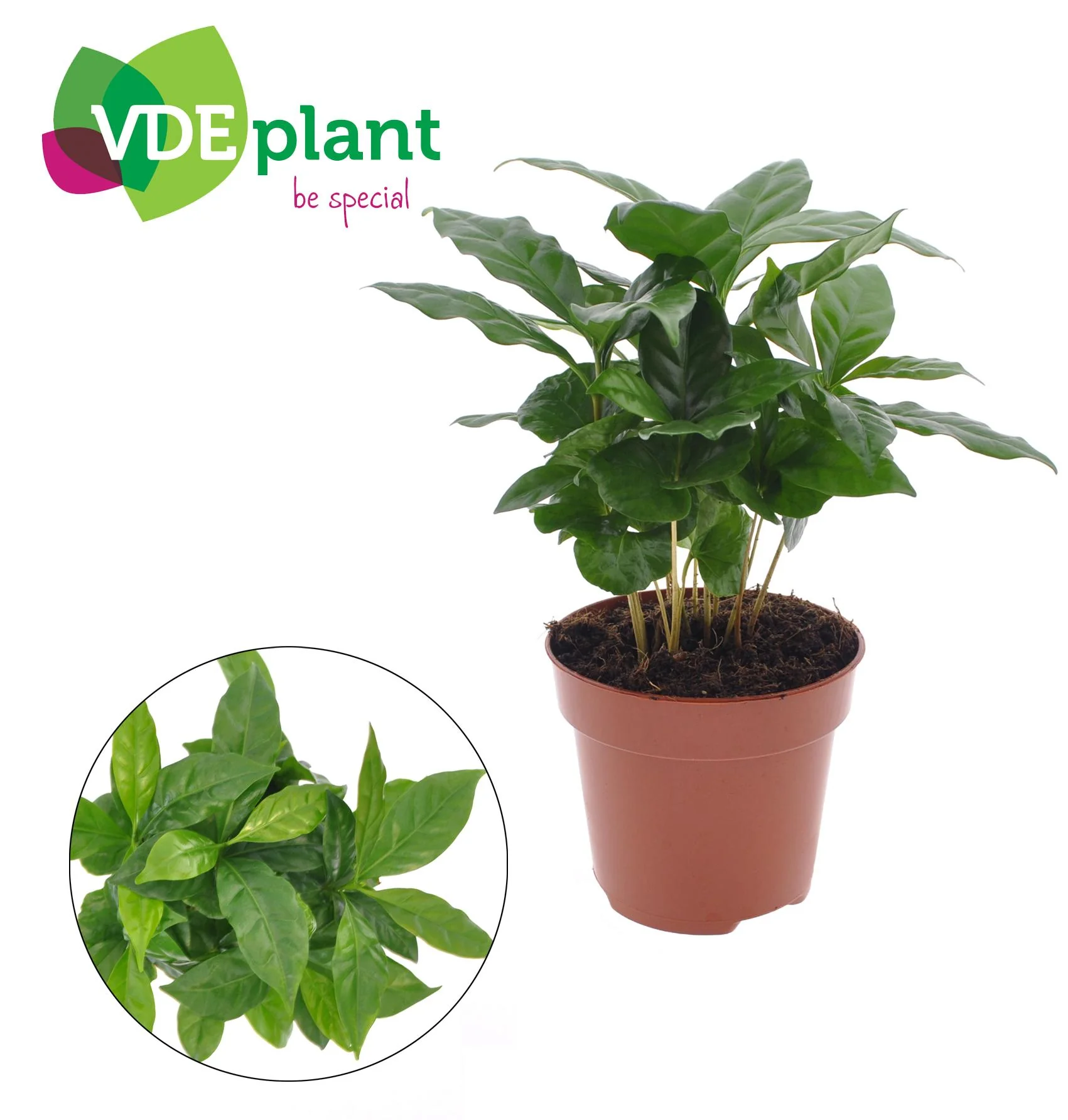 Coffea Arabica – Die ideale Zimmerpflanze