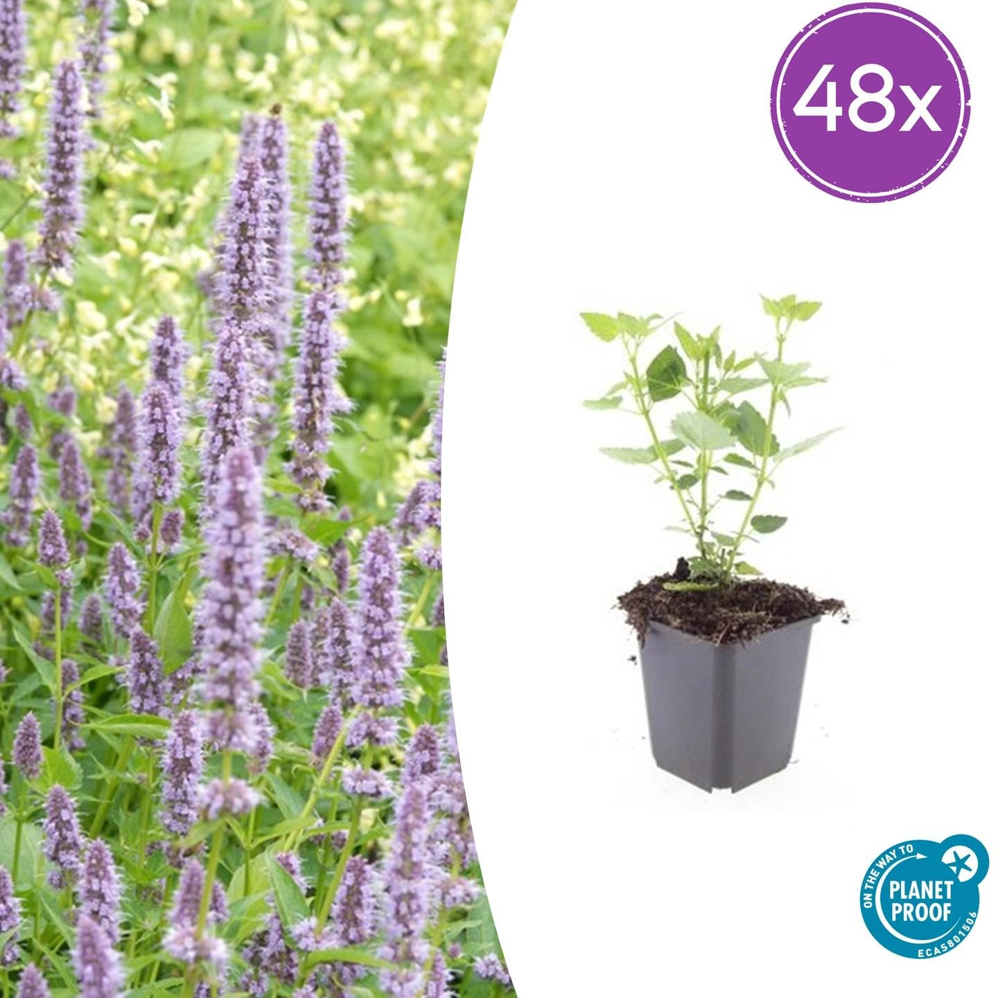 Agastache 'Blue Fortune'