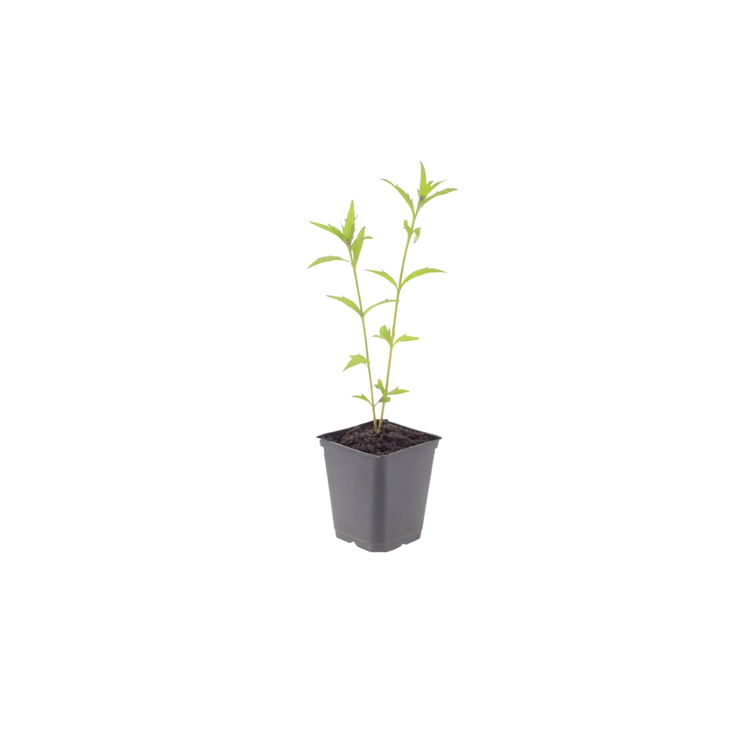 Kalimeris incisa ‘Blue Star’