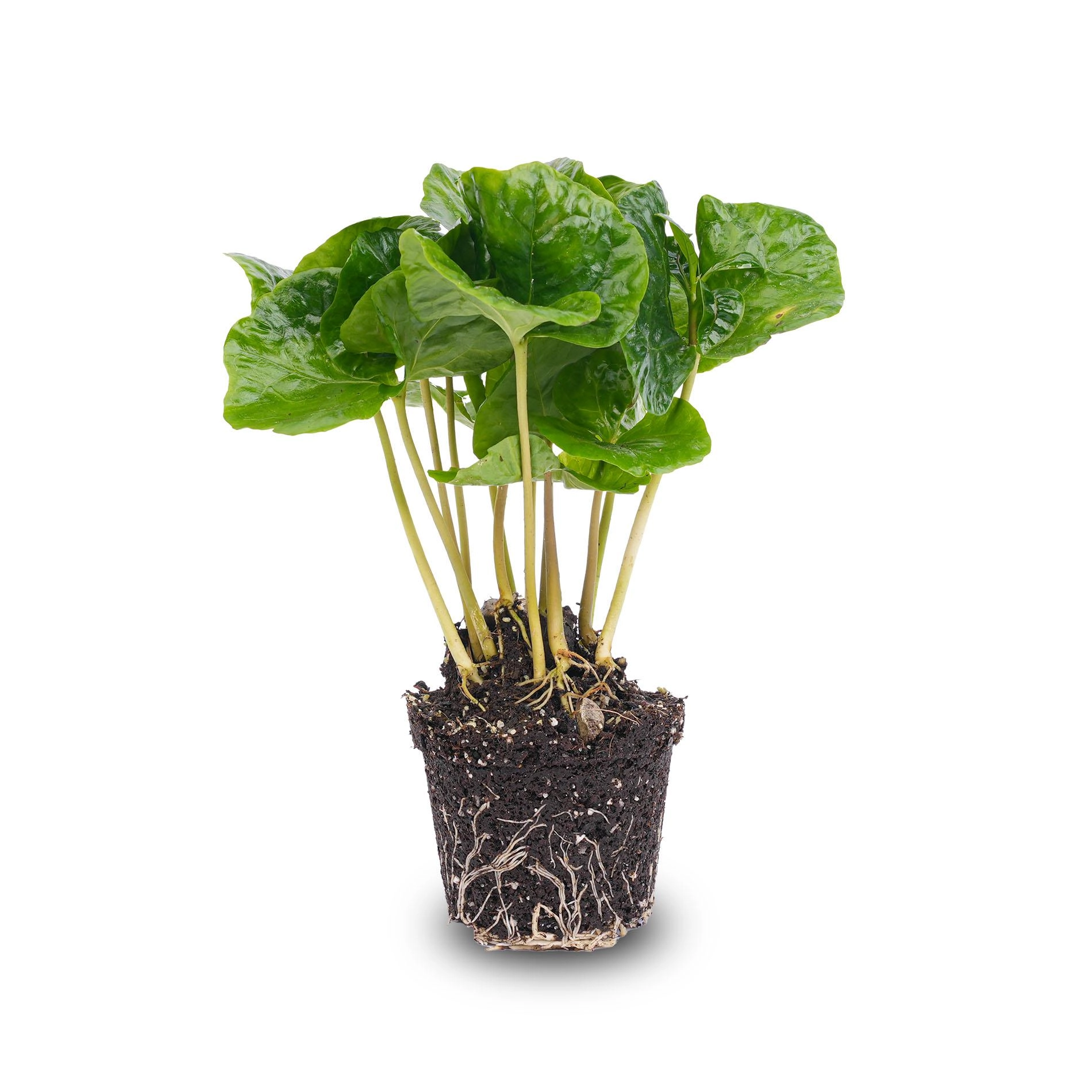 Coffea Arabica – Koffeinspender für dein Zuhause