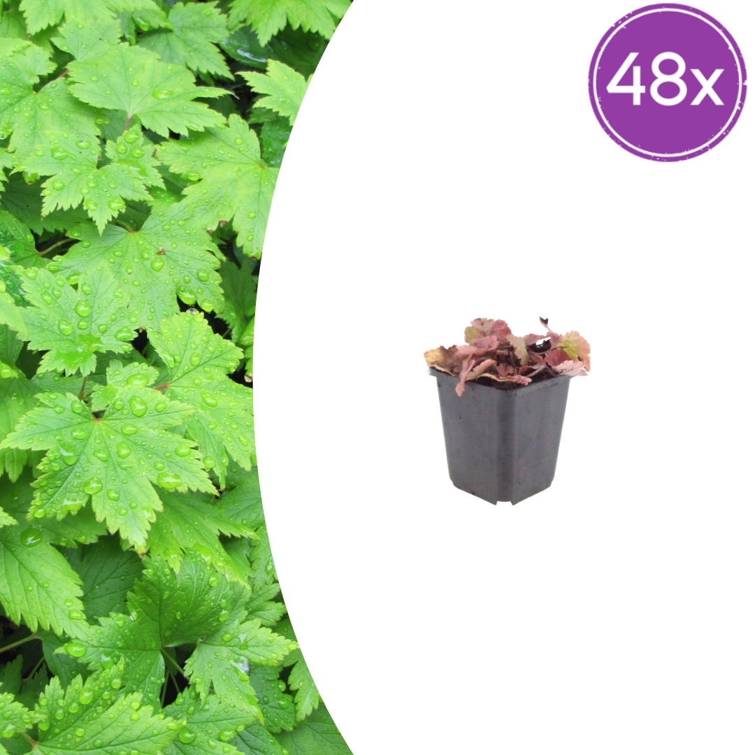 Tiarella cordifolia – Herzblatt-Schaumkraut