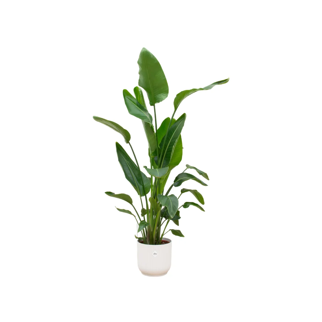 Strelitzia Nicolai mit elho Ocean Round Topf