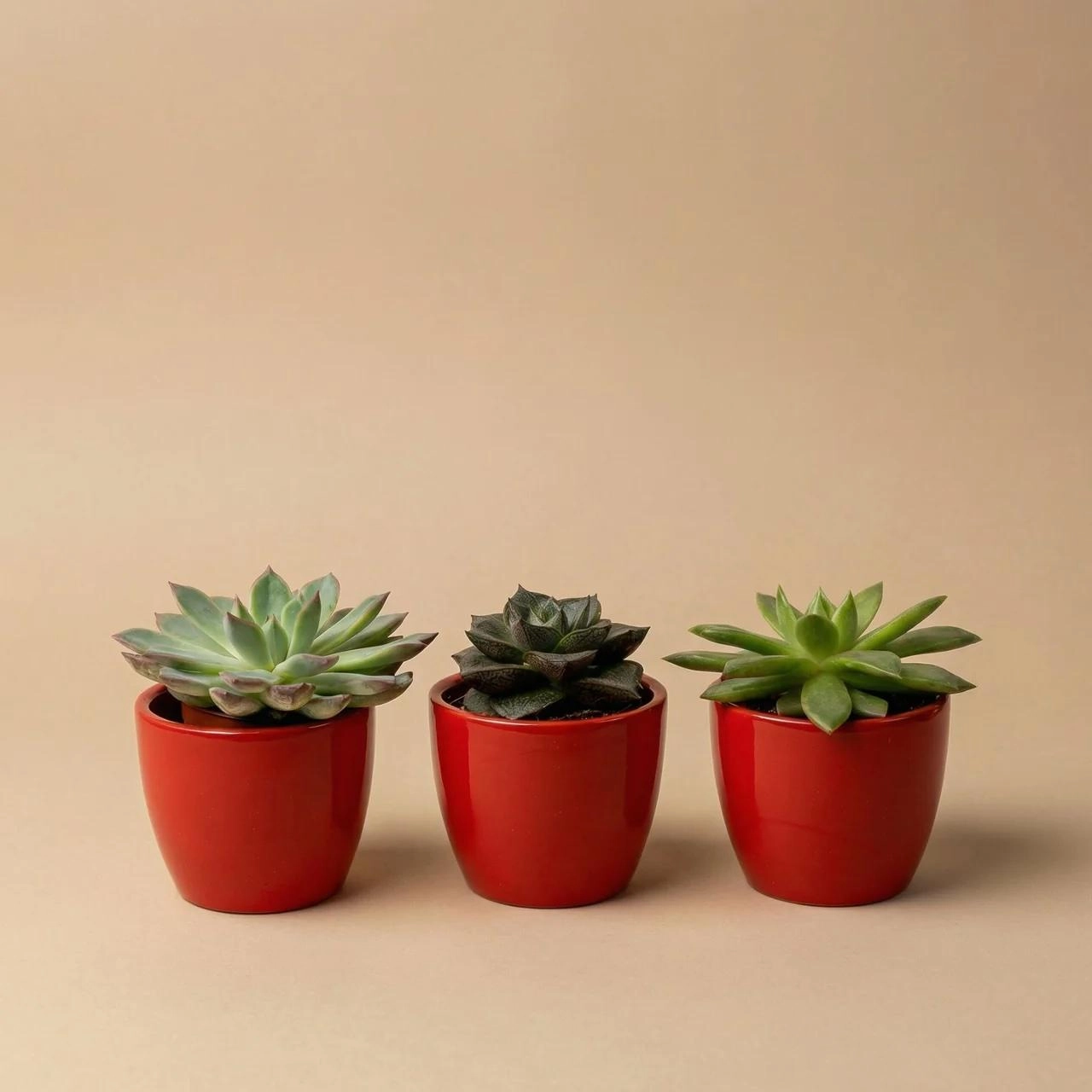 Sukkulenten Set 3er mit rotem Mini-Topf
