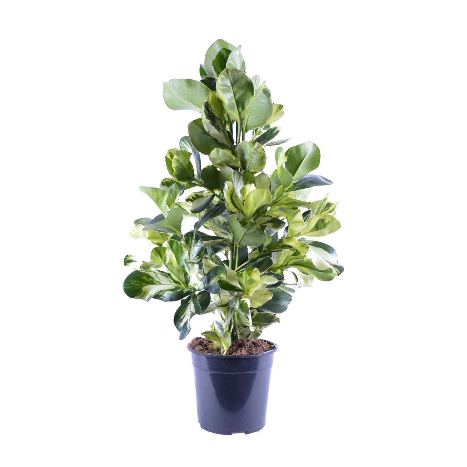 Clusia Rosea White Star – Autogrammbaum