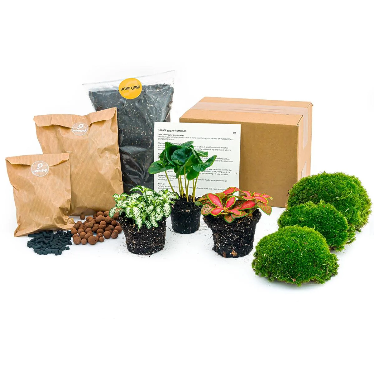 Terrarium Pflanzen Set – DIY Paket für Einsteiger