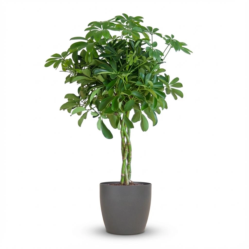 Schefflera Arab Nora mit Potter grau – 70 cm – Ø21 Bild 1