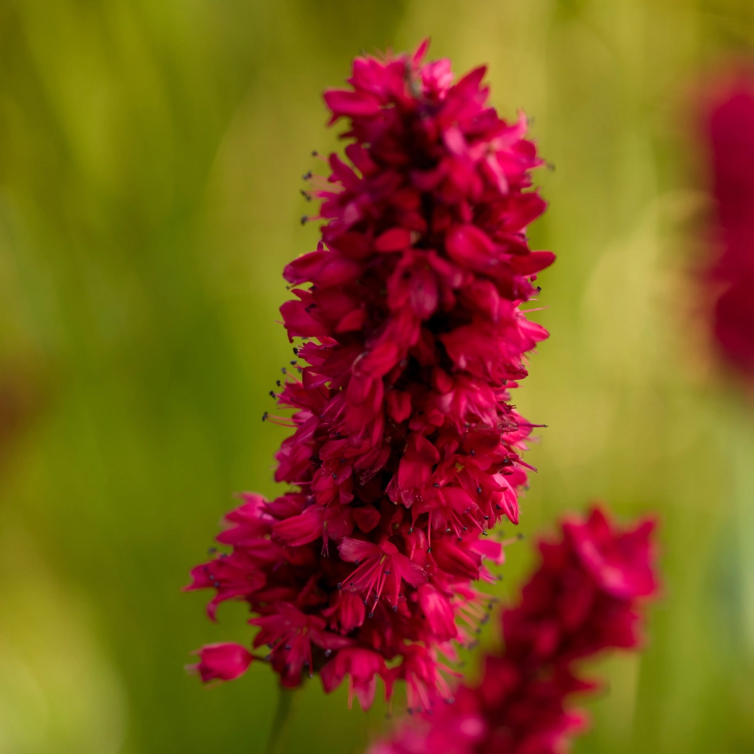 Persicaria amplexicaulis ‘Blackfield’