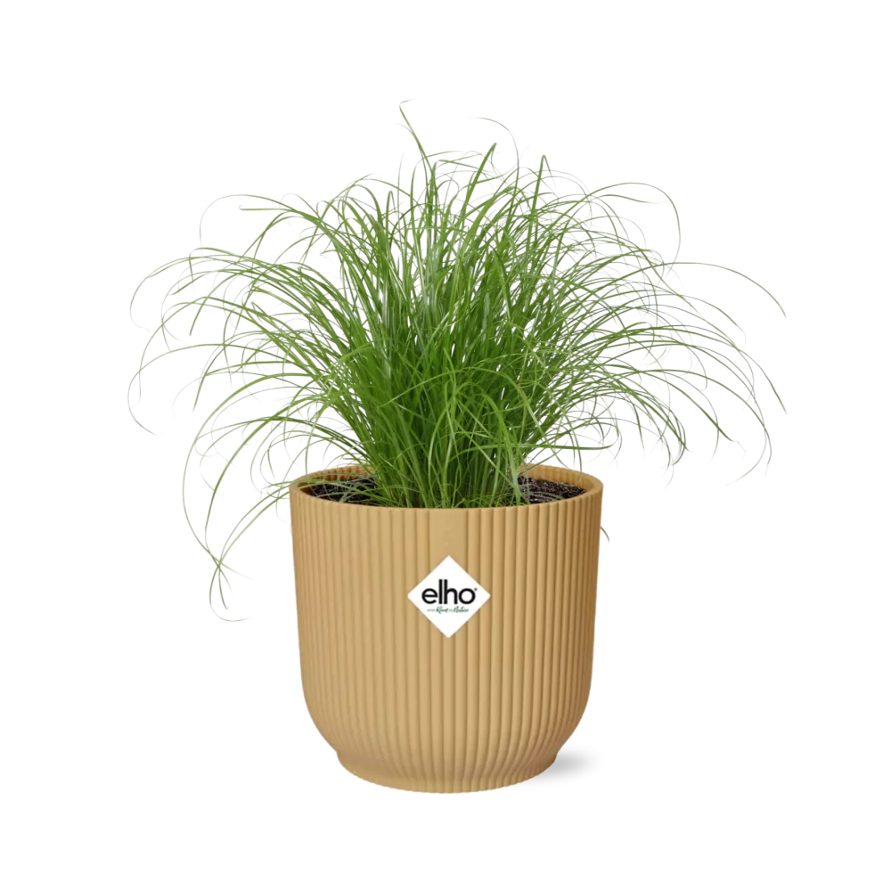 Schirmpflanze (Cyperus alternifolius)