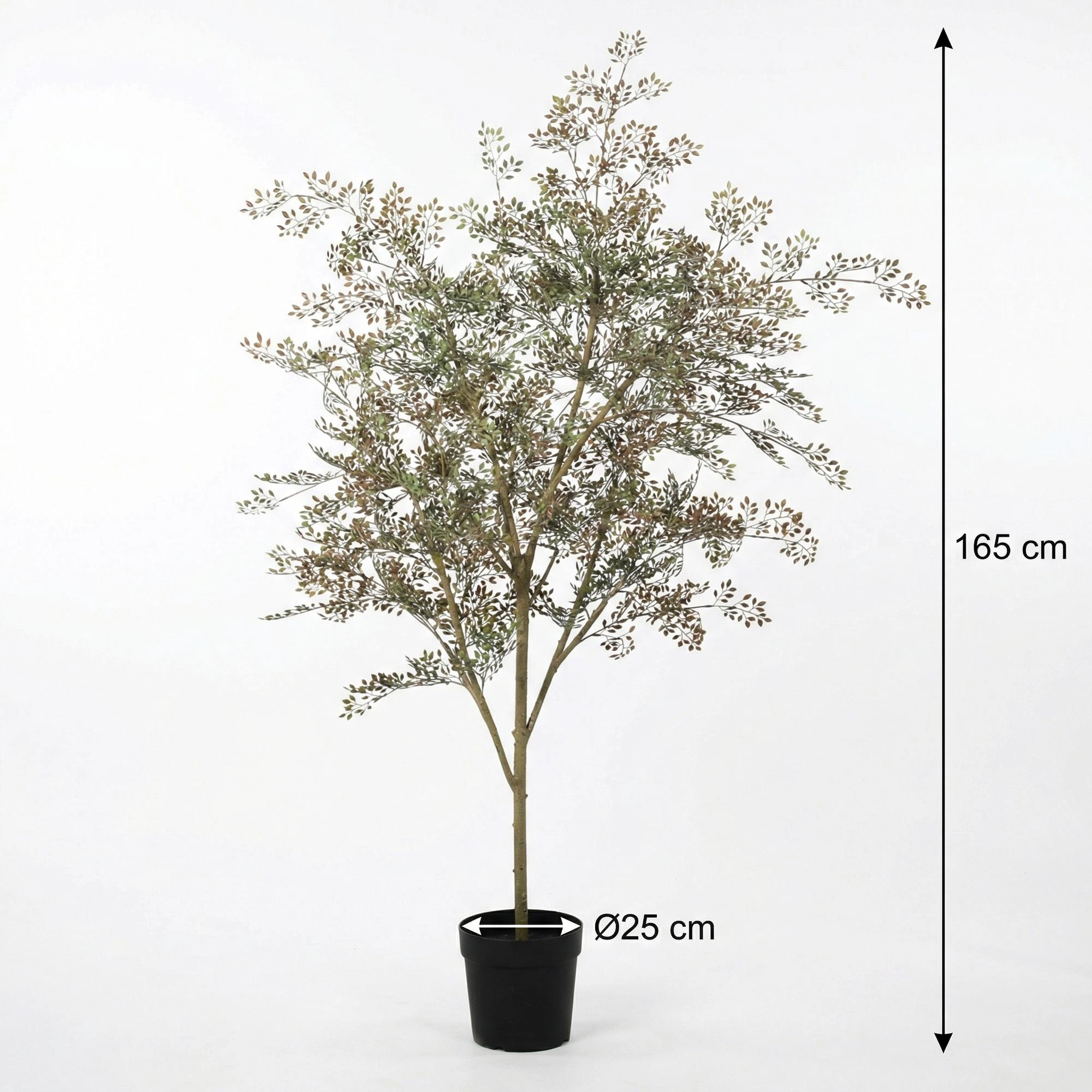 Kunst Bucida Baum