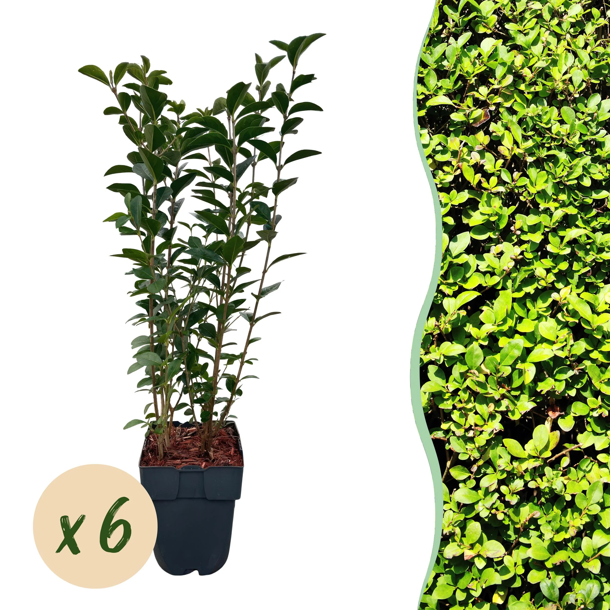 Heckenpflanzen - Ligustrum ovalifolium - Blatt grün - 6 Pflanzen - 1 laufender Meter - immergrün - Topf 17cm Höhe 55cm Bild 1