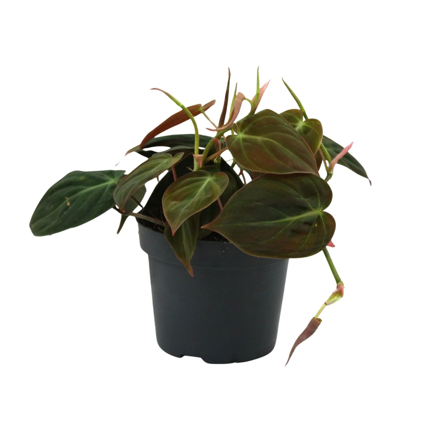 Philodendron Micans – Elegante Zimmerpflanze