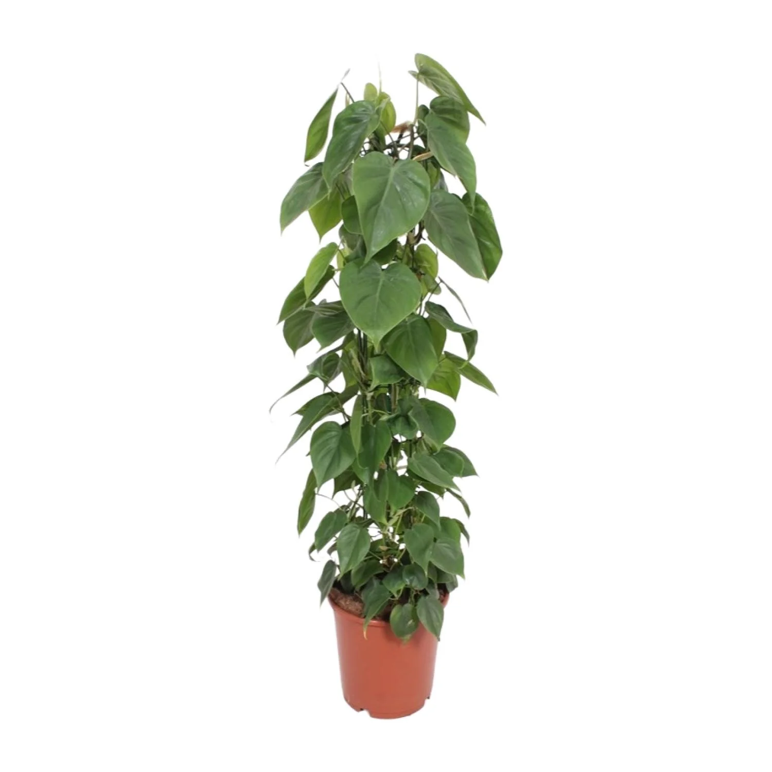 Philodendron Scandens – die perfekte Kletterpflanze