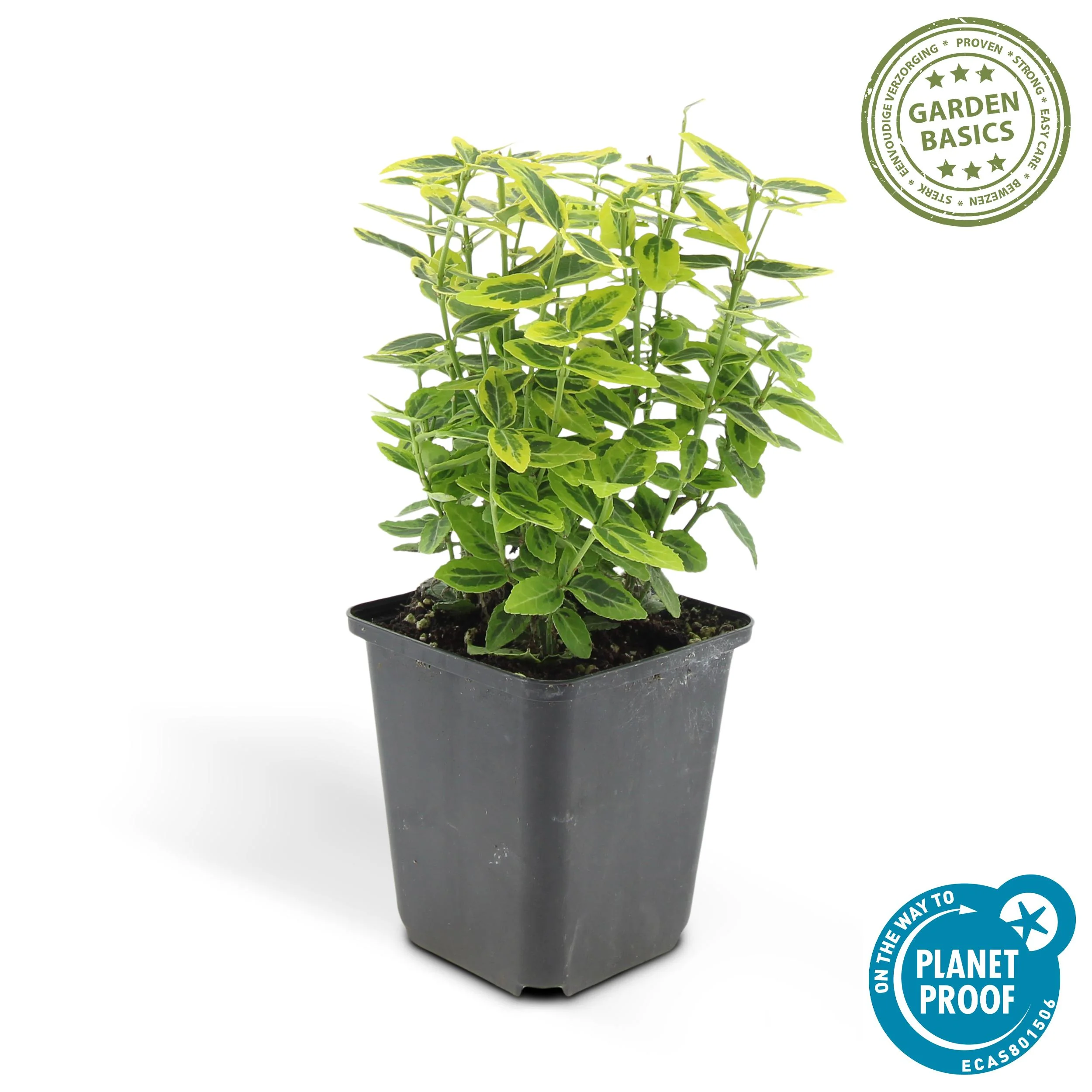 48x Euonymus fort. Emerald n Gold’ - ↕10-25cm - Ø9cm Bild 4