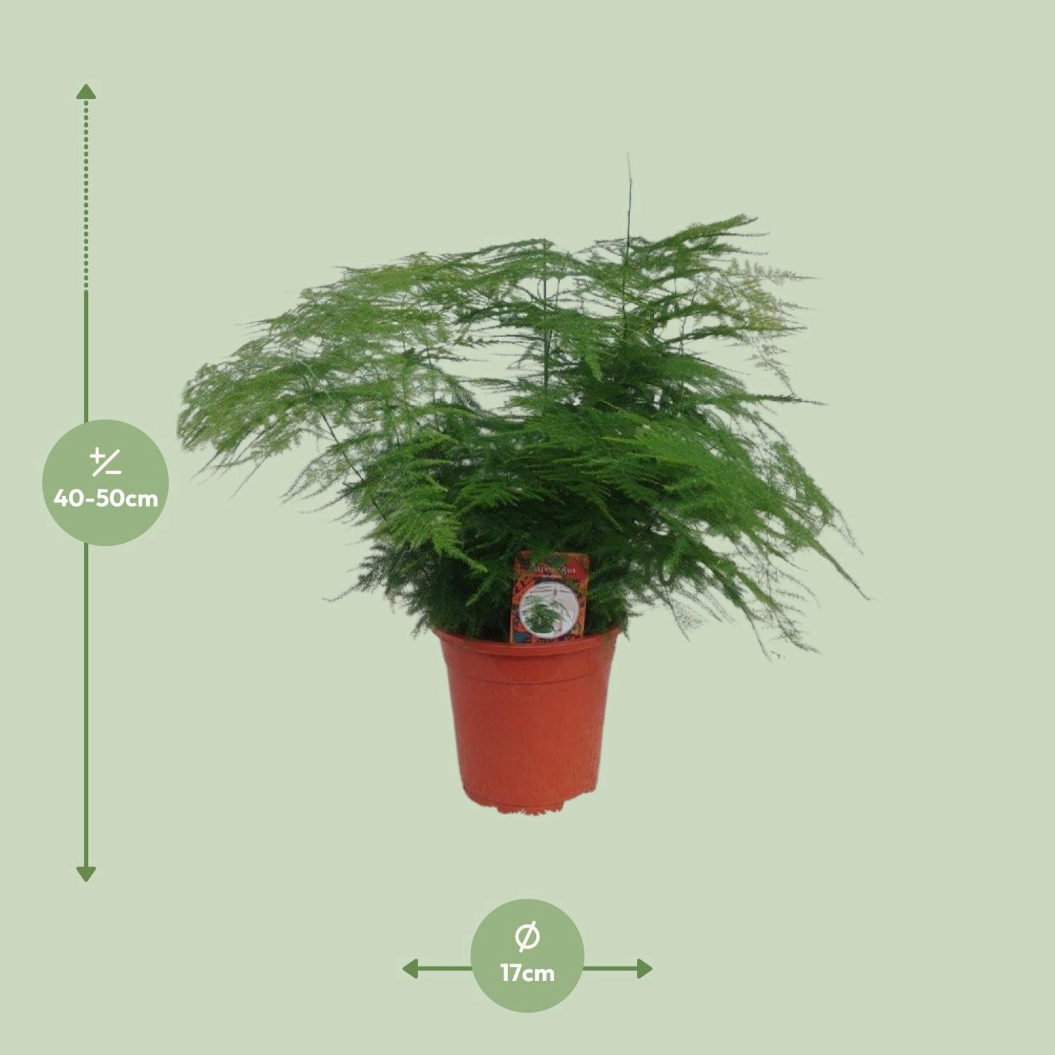 Asparagus setaceus (Asparagus-Farn) – Topf 17 cm