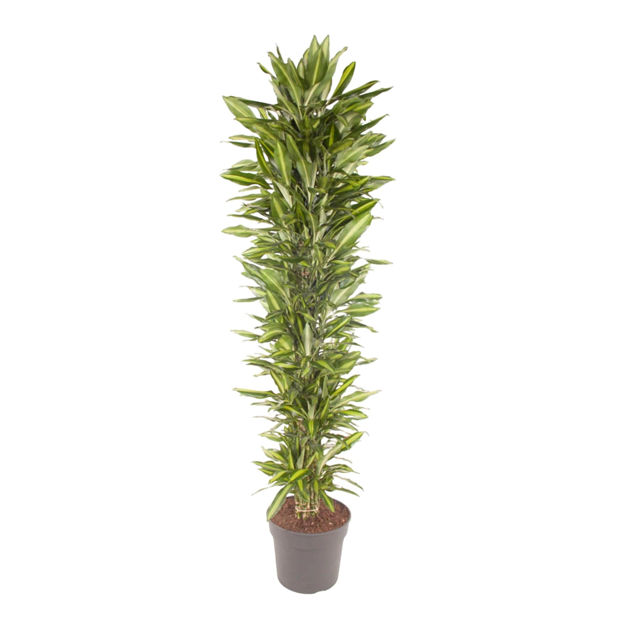 Dracaena Cintho branched - 210 cm - ø40 Bild 1