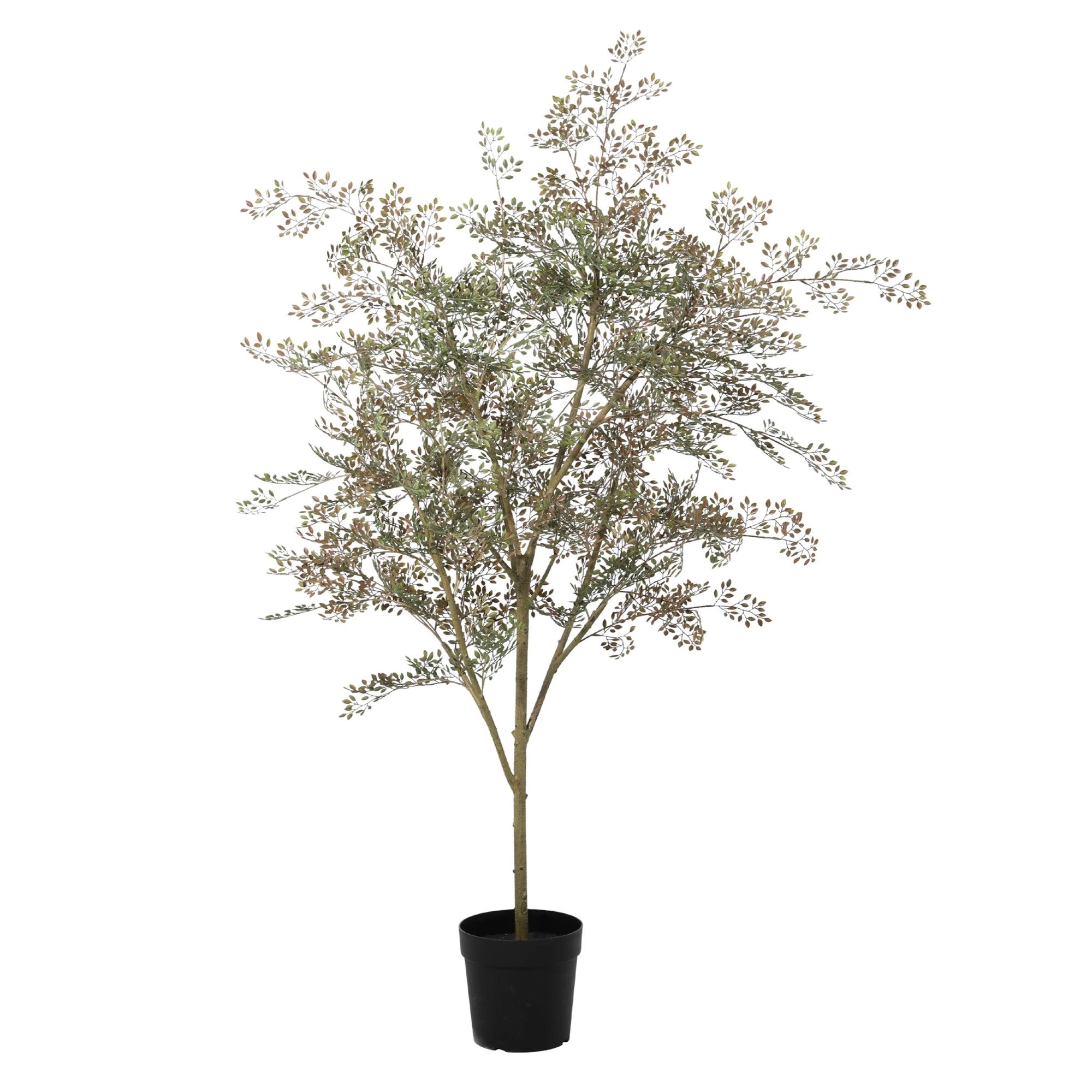 Kunst Bucida Baum