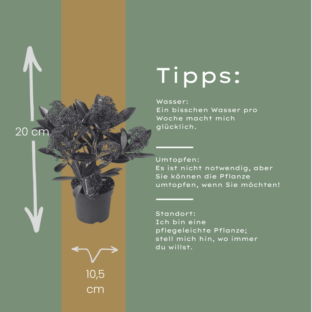 Skimmia 'Rubella' – Immergrüner Zierstrauch