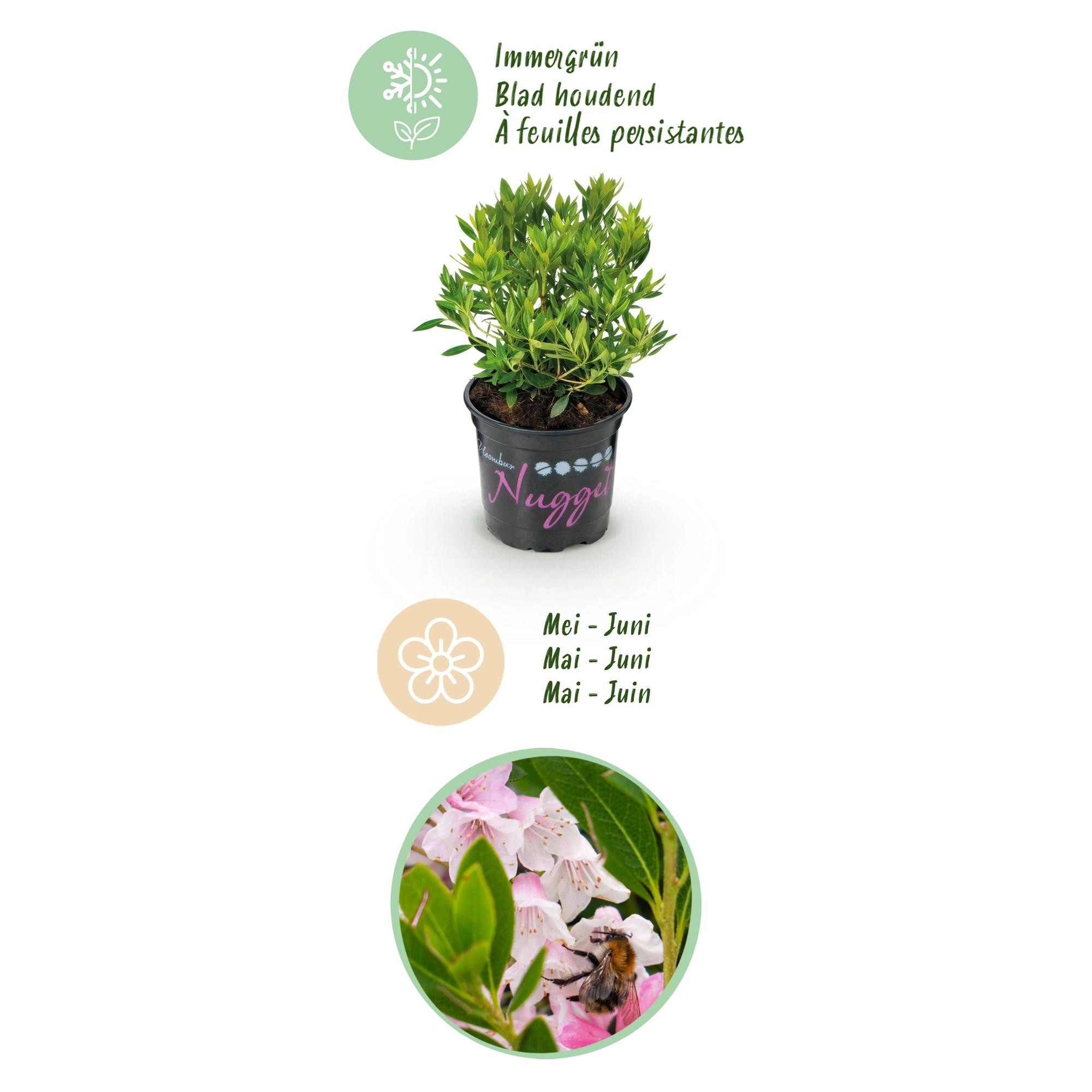 Green boutiQ - Zwerg-Rhododendron - Rhododendron Bloombux Light Pink - Blühender Buchsbaum - Wenig Pflege - Hellrosa Blüte - 6 Pflanzen - Topf 10,5cm - Höhe 20-25cm Bild 4