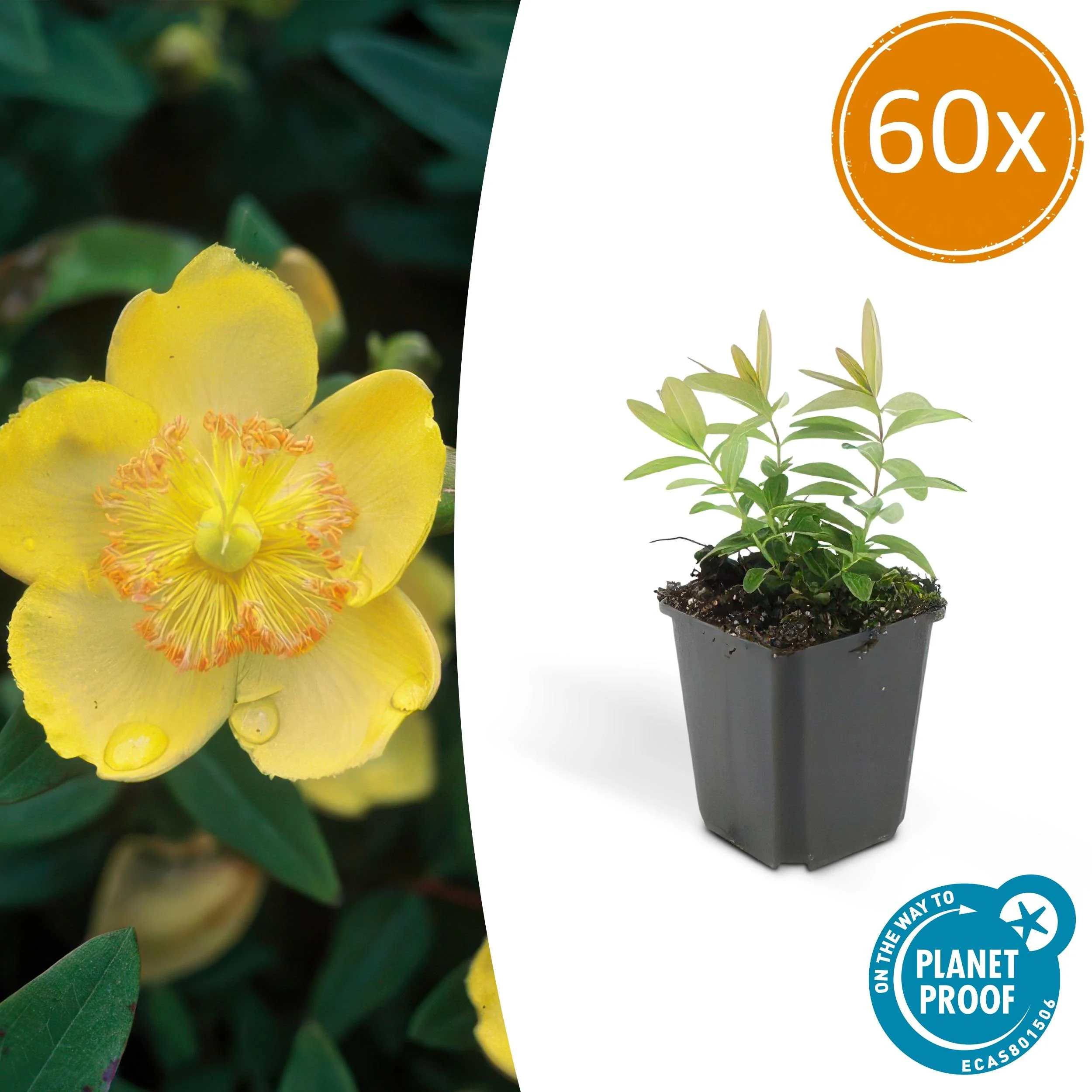Hypericum calycinum - Charmante Bodendecker-Pflanze