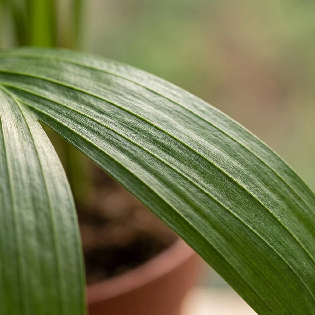 Green boutiQ - Areca Lutescens - Goldfruchtpalme - 4 Pflanzen - Topf 12cm - Höhe - 45cm Bild 4