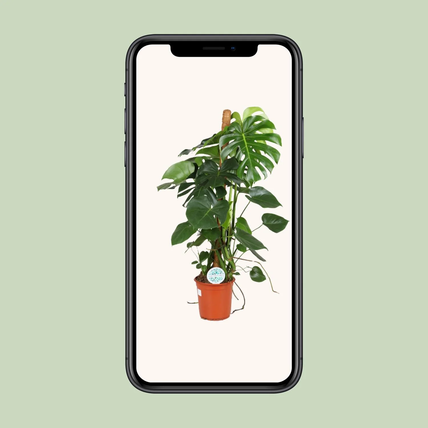 Monstera Deliciosa – Pflegeleichte Zimmerpflanze