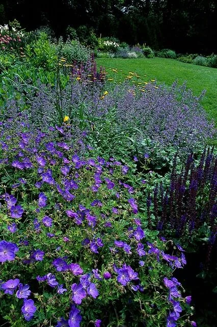 Geranium 'Johnson's Blue'