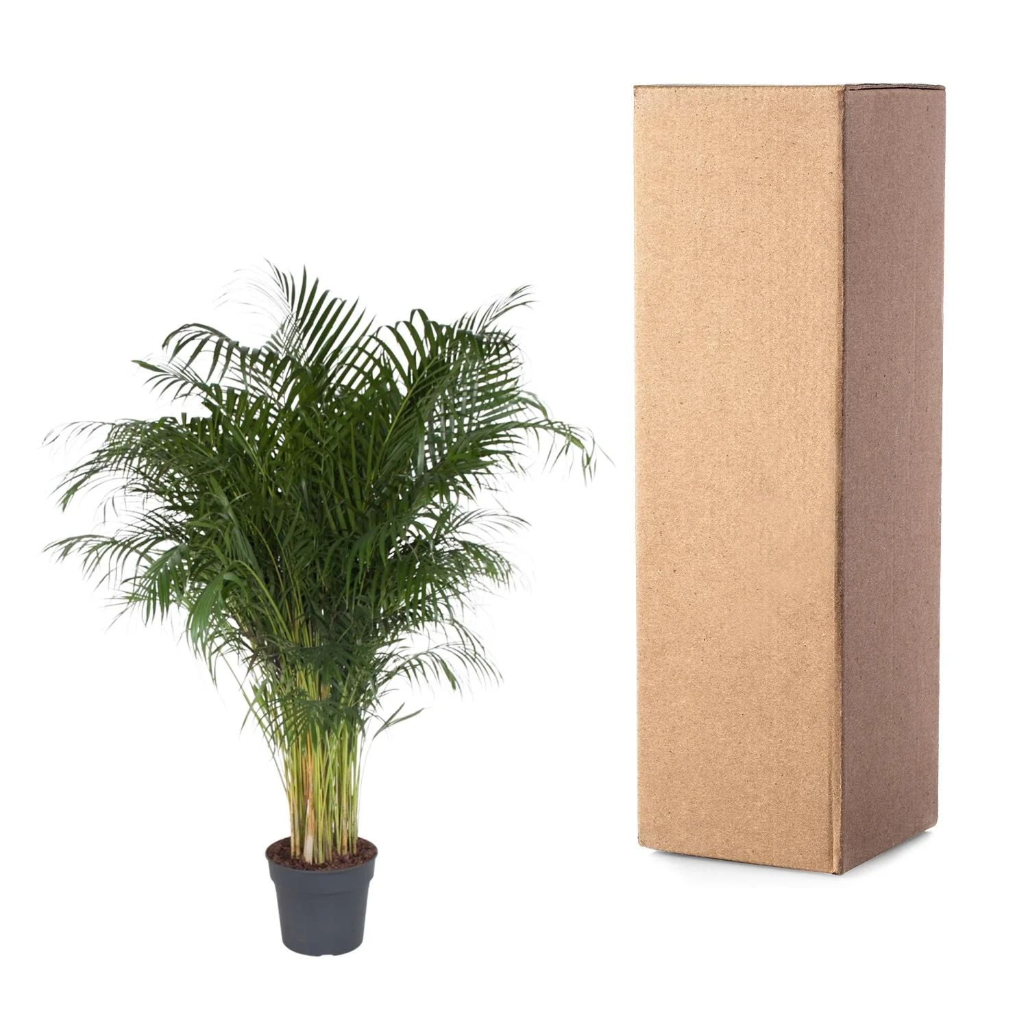 Dypsis Lutescens - 200 cm - ø34 Bild 3