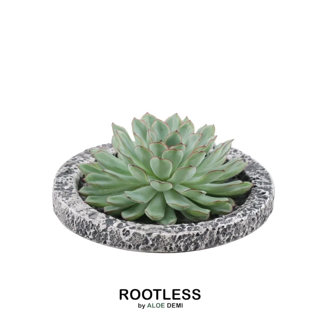 ROOTLESS Echeveria Pulidonis Bild 9