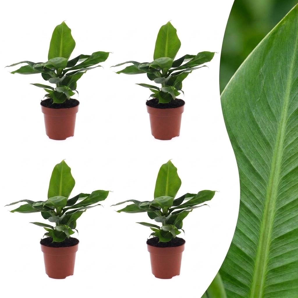 Green boutiQ - Musa Oriental Dwarf - Orientalische Zwergbanane - 4 Pflanzen - Pot 12cm - Hoogte - 30cm Bild 1