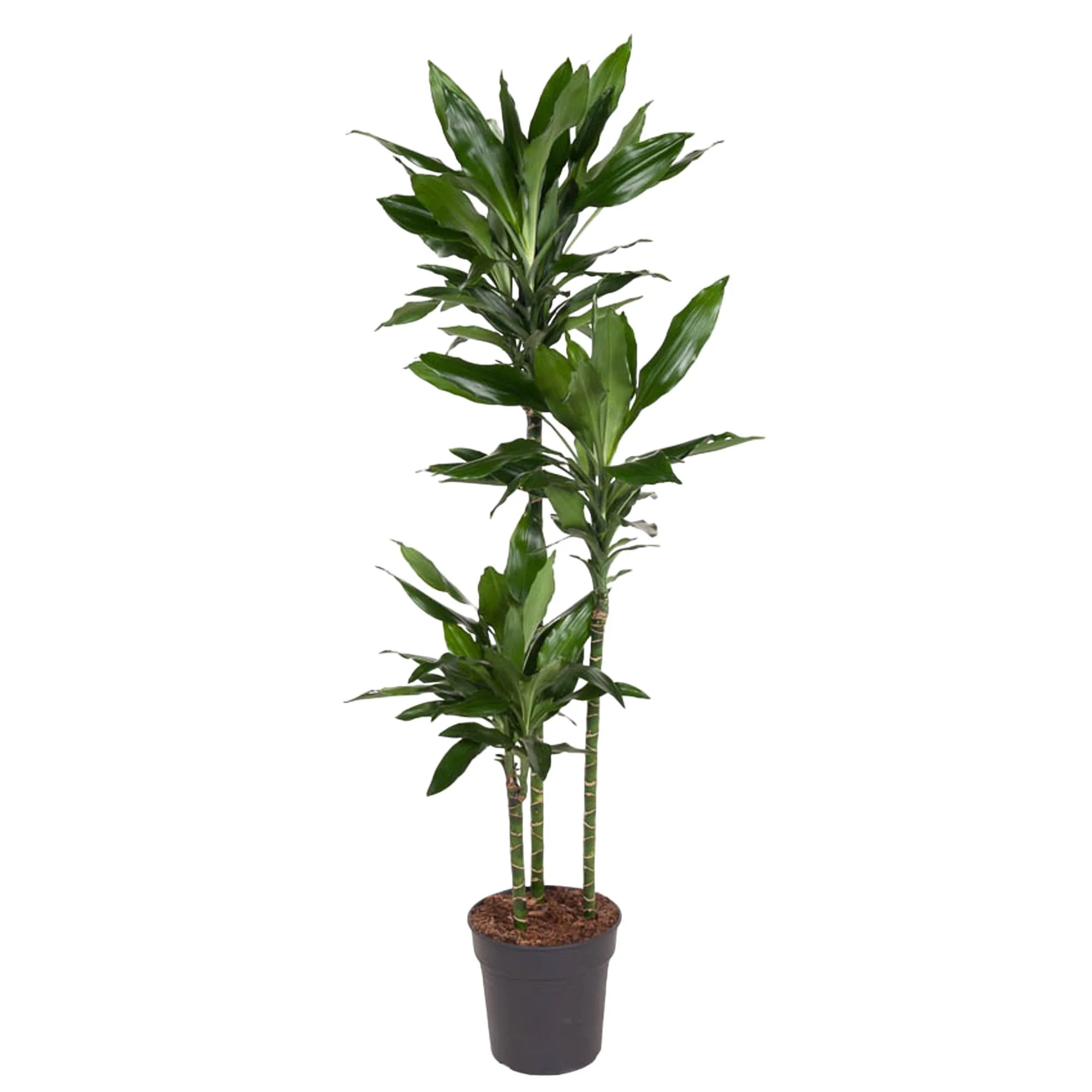 Dracaena Janet Lind – Elegante Zimmerpflanze