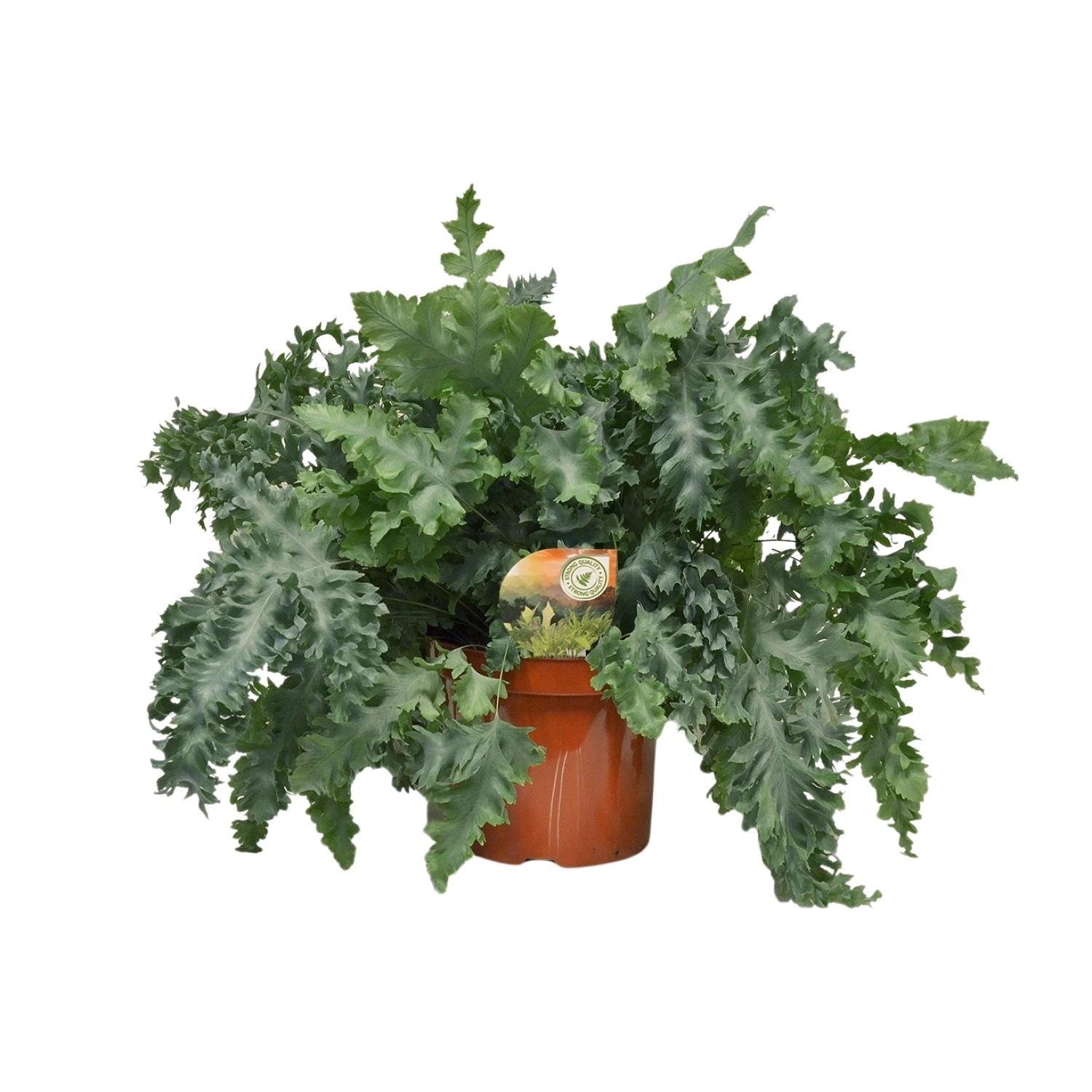 Goldener Tüpfelfarn – 60 cm hoch