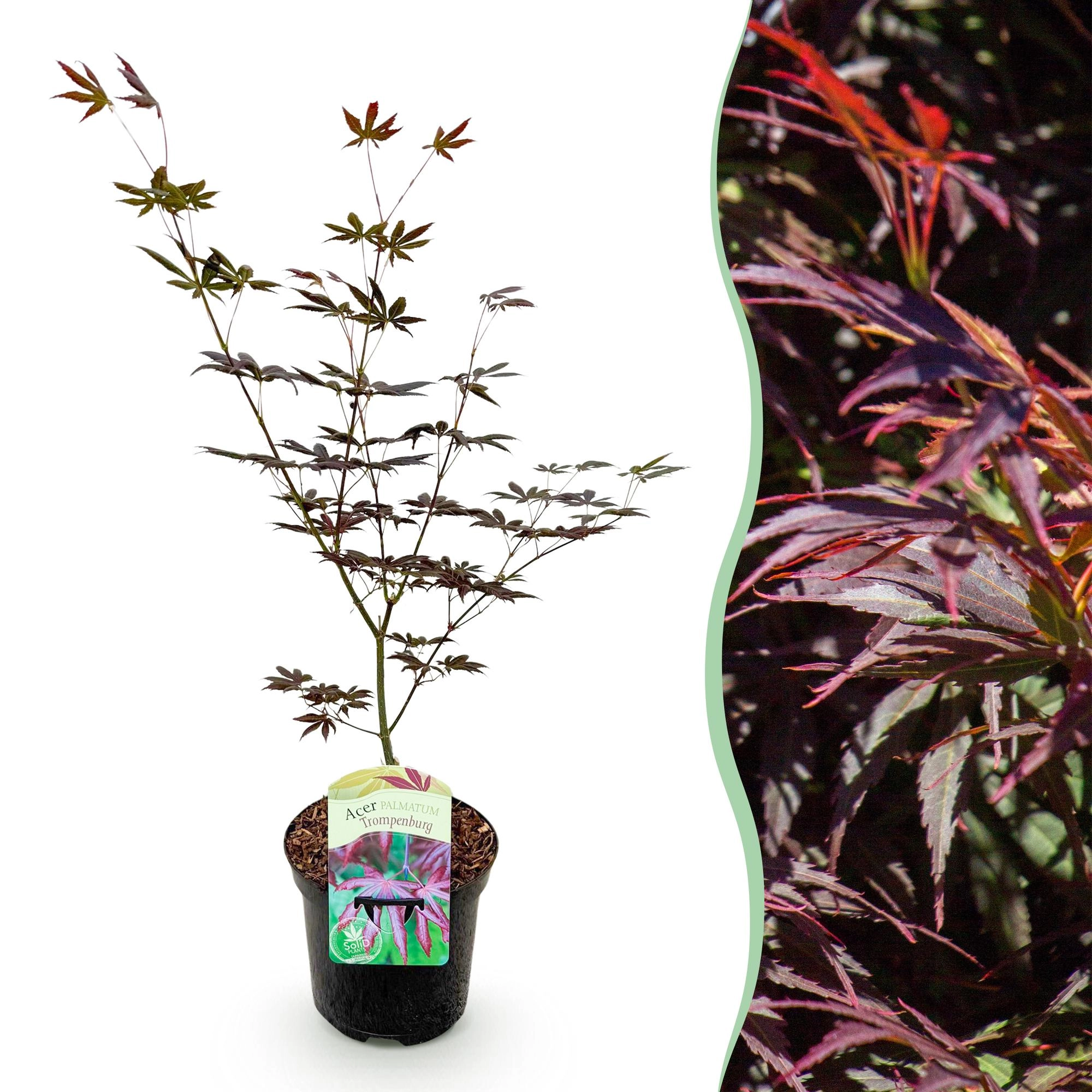 Balkonpflanze - Japanischer Ahorn - Acer palmatum Trompenburg - Dunkel Lila - 1 Pflanze - Laubabwerfend - Topf 19cm Höhe 70cm