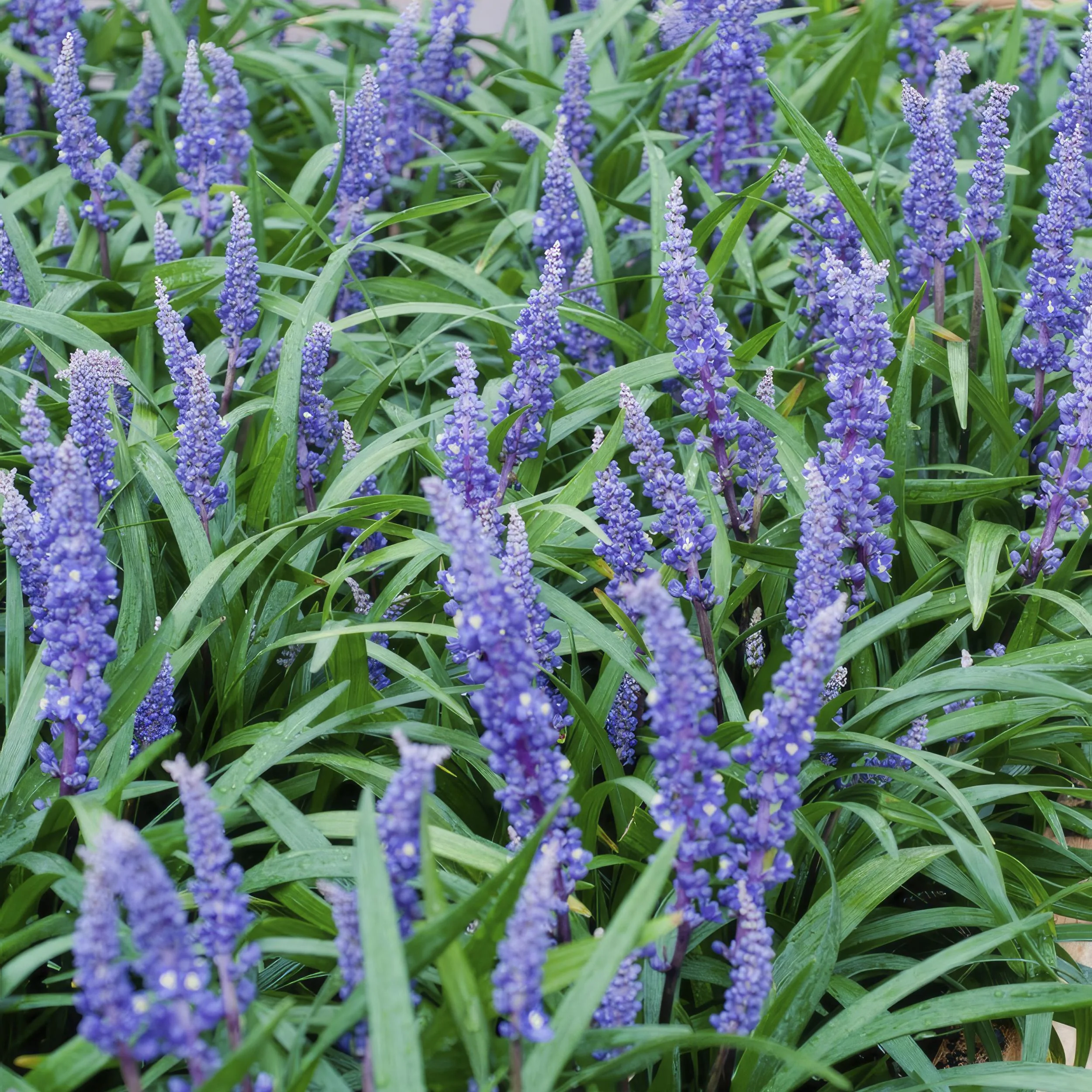 Liriope muscari ‘Big Blue’
