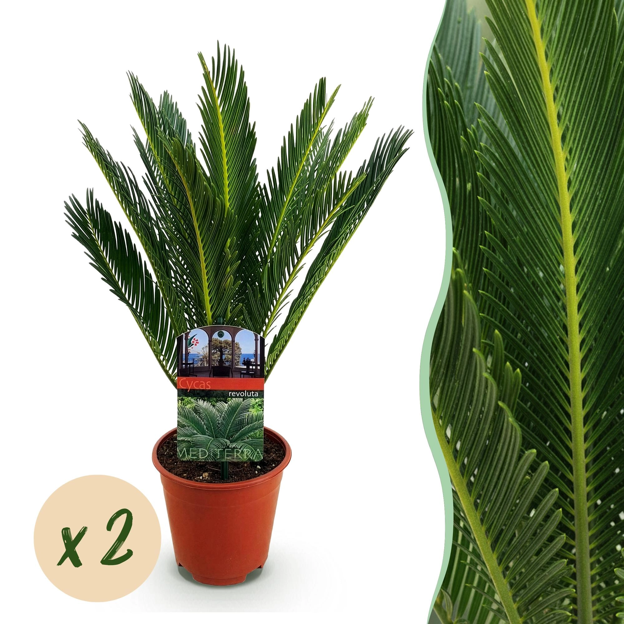 Cycas Revoluta - Sago-Palme